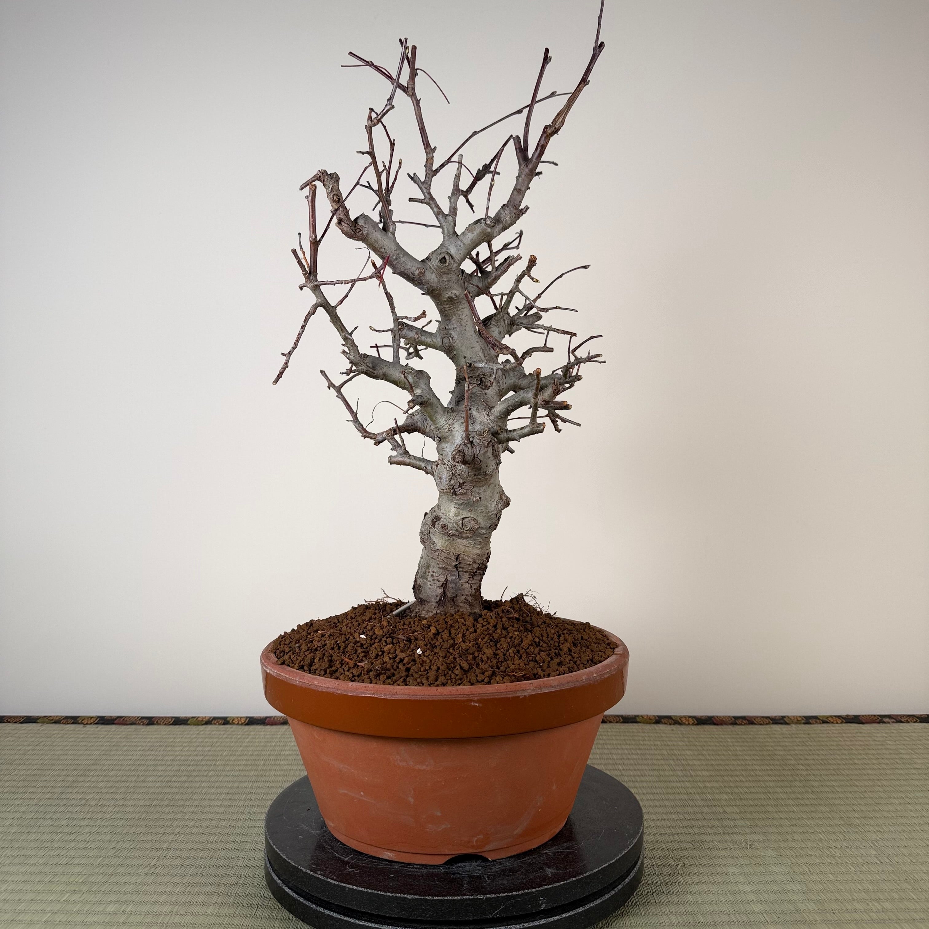 Malus 'Hime Ringo'