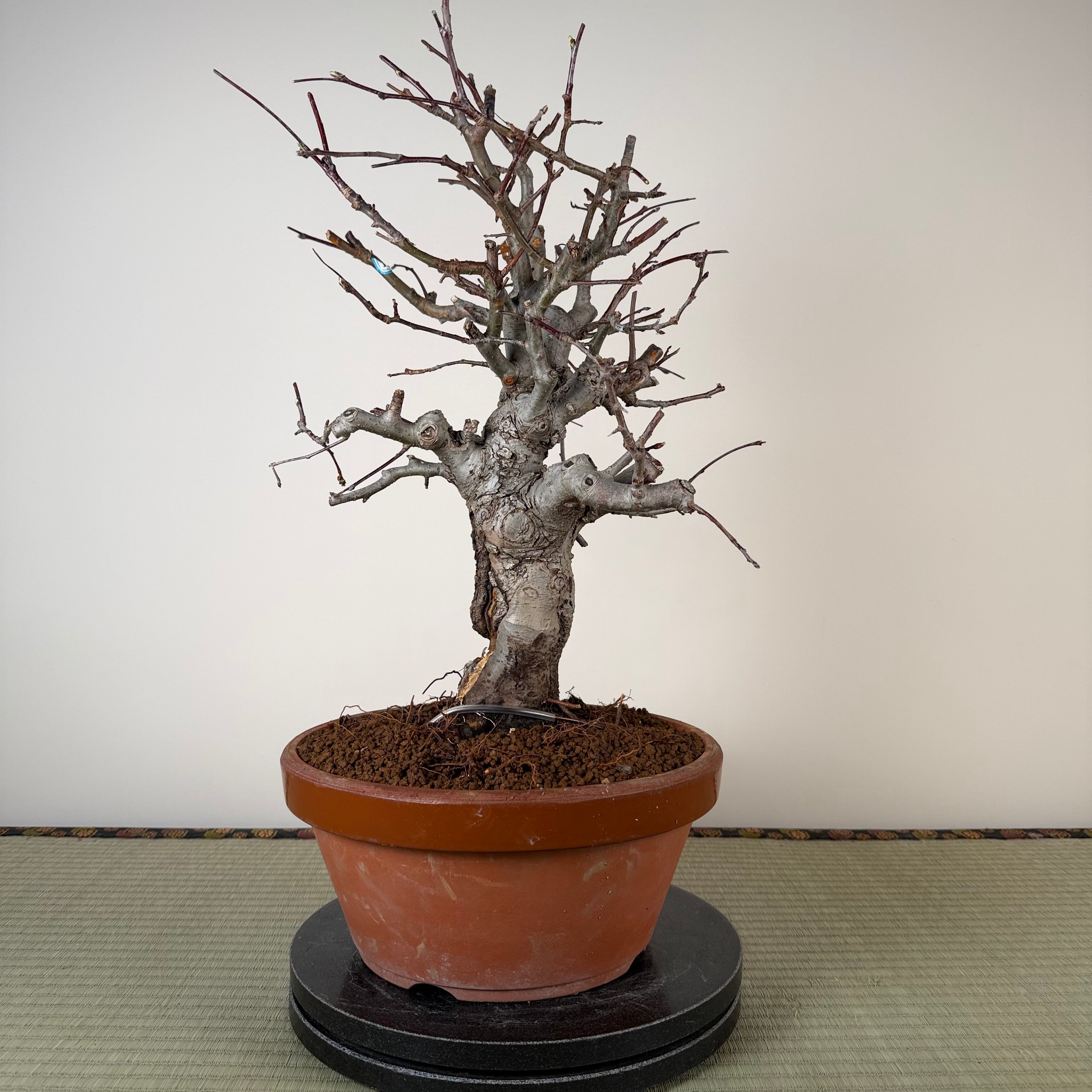 Malus 'Hime Ringo'