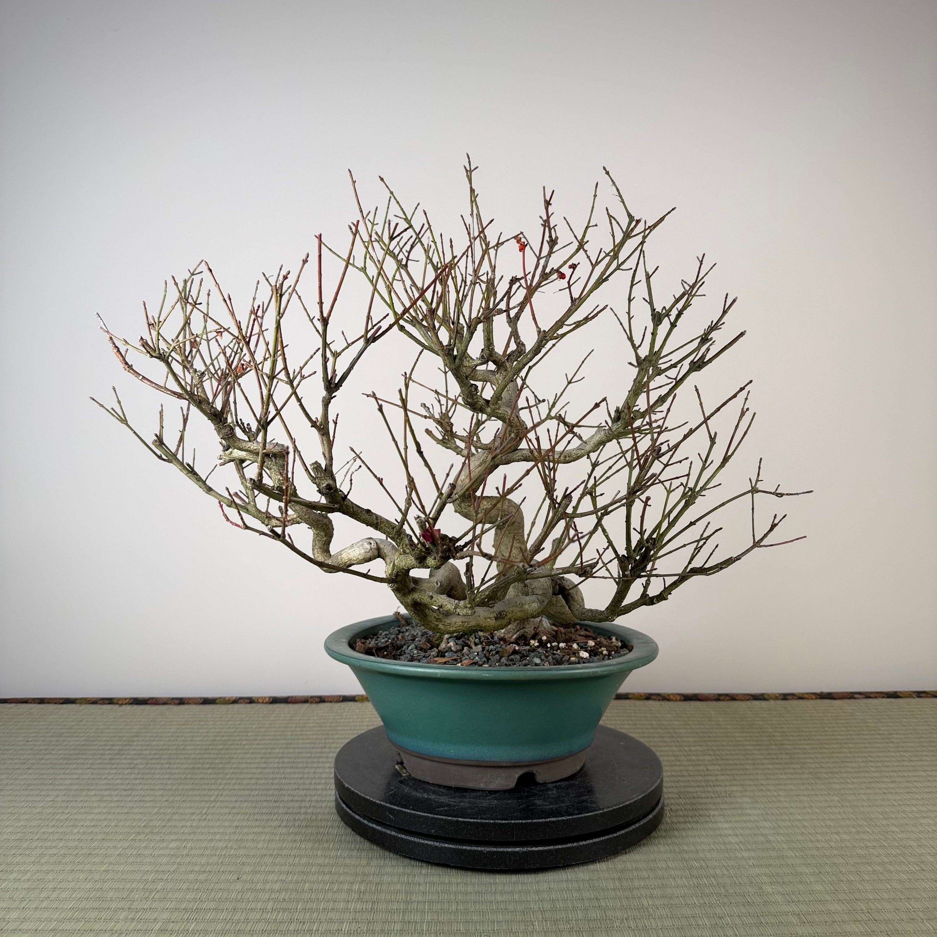 Euonymus