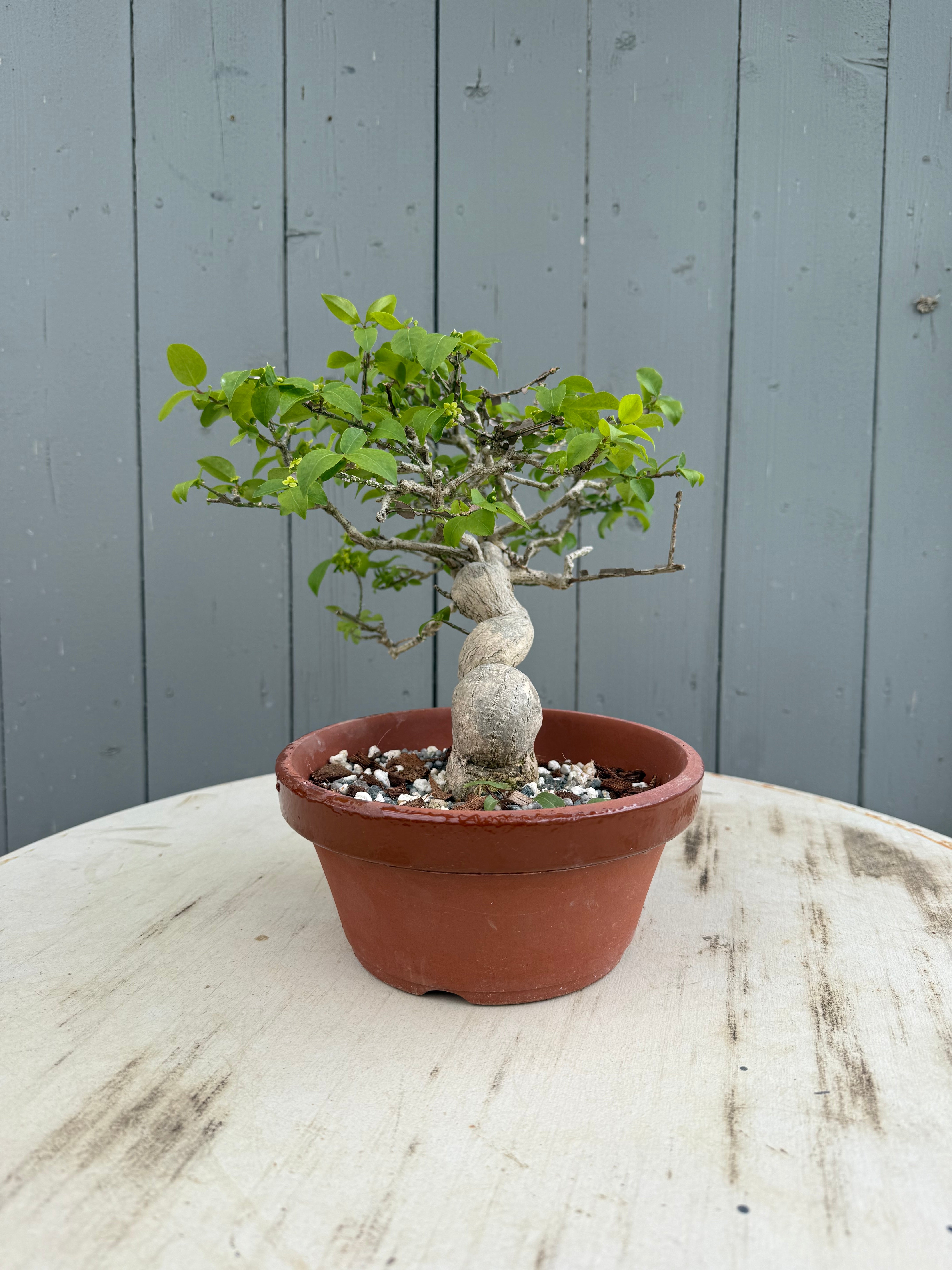 Euonymus