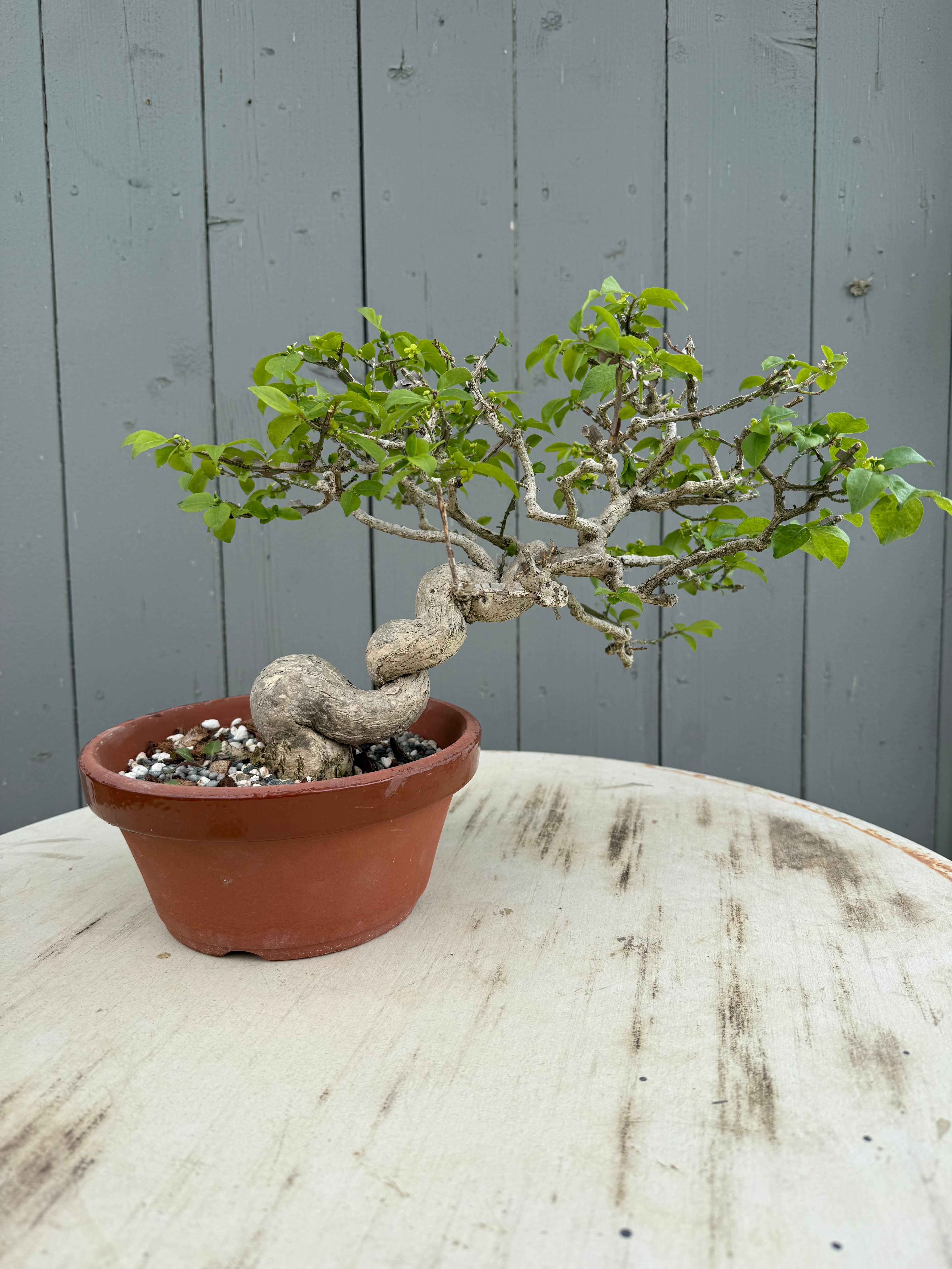 Euonymus