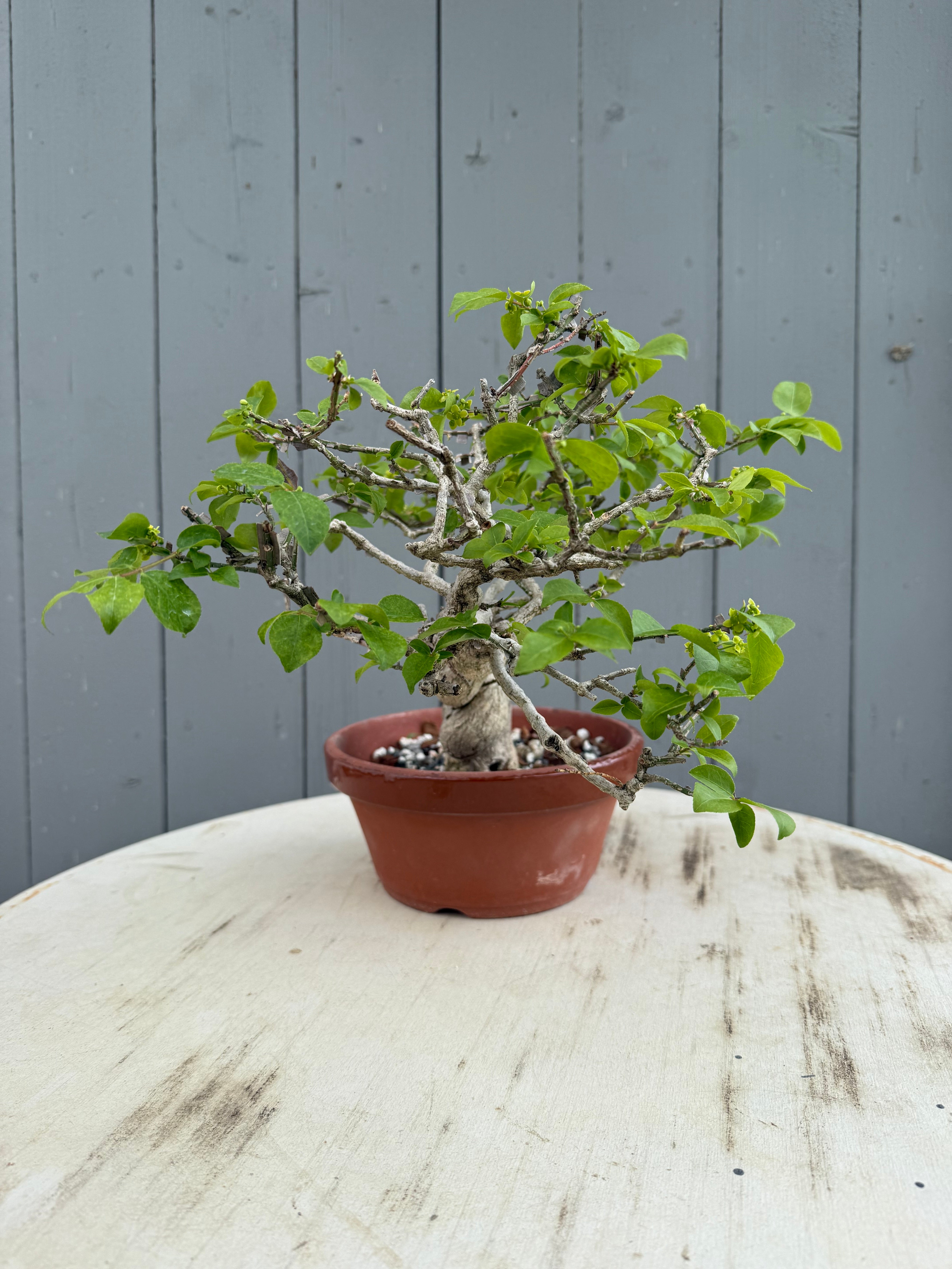 Euonymus