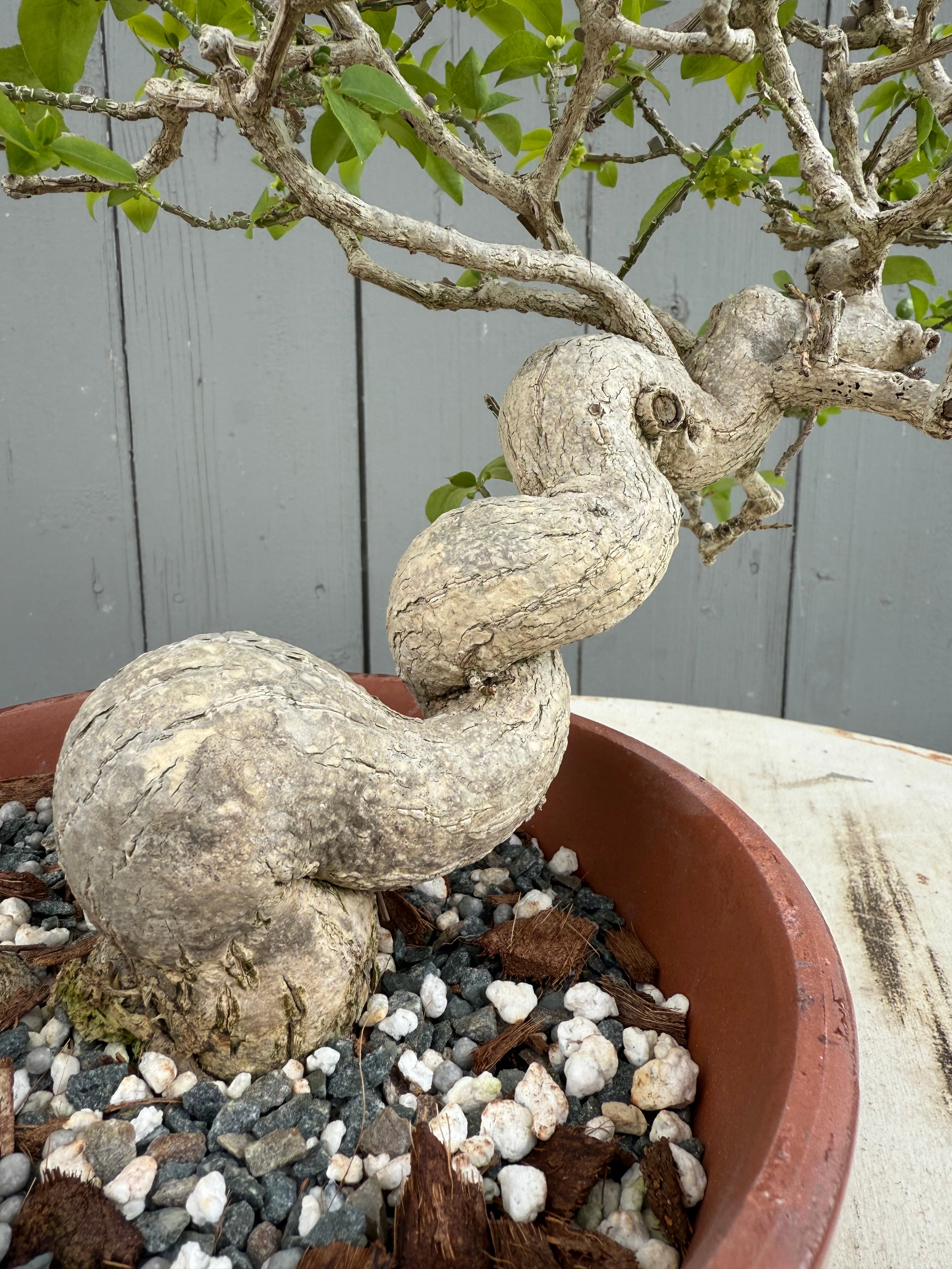 Euonymus