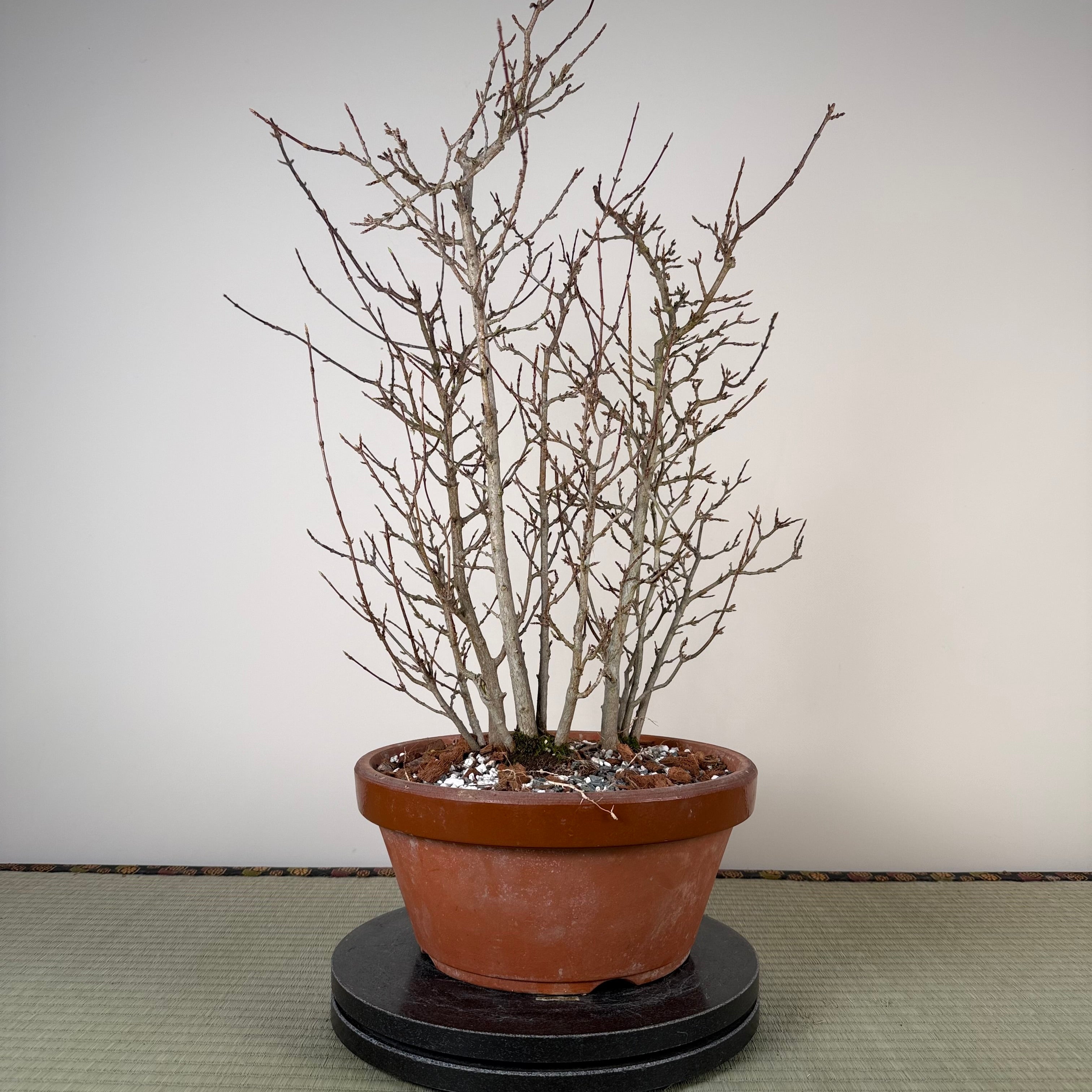 Acer buergerianum 'Fuyo-en' (Clump)