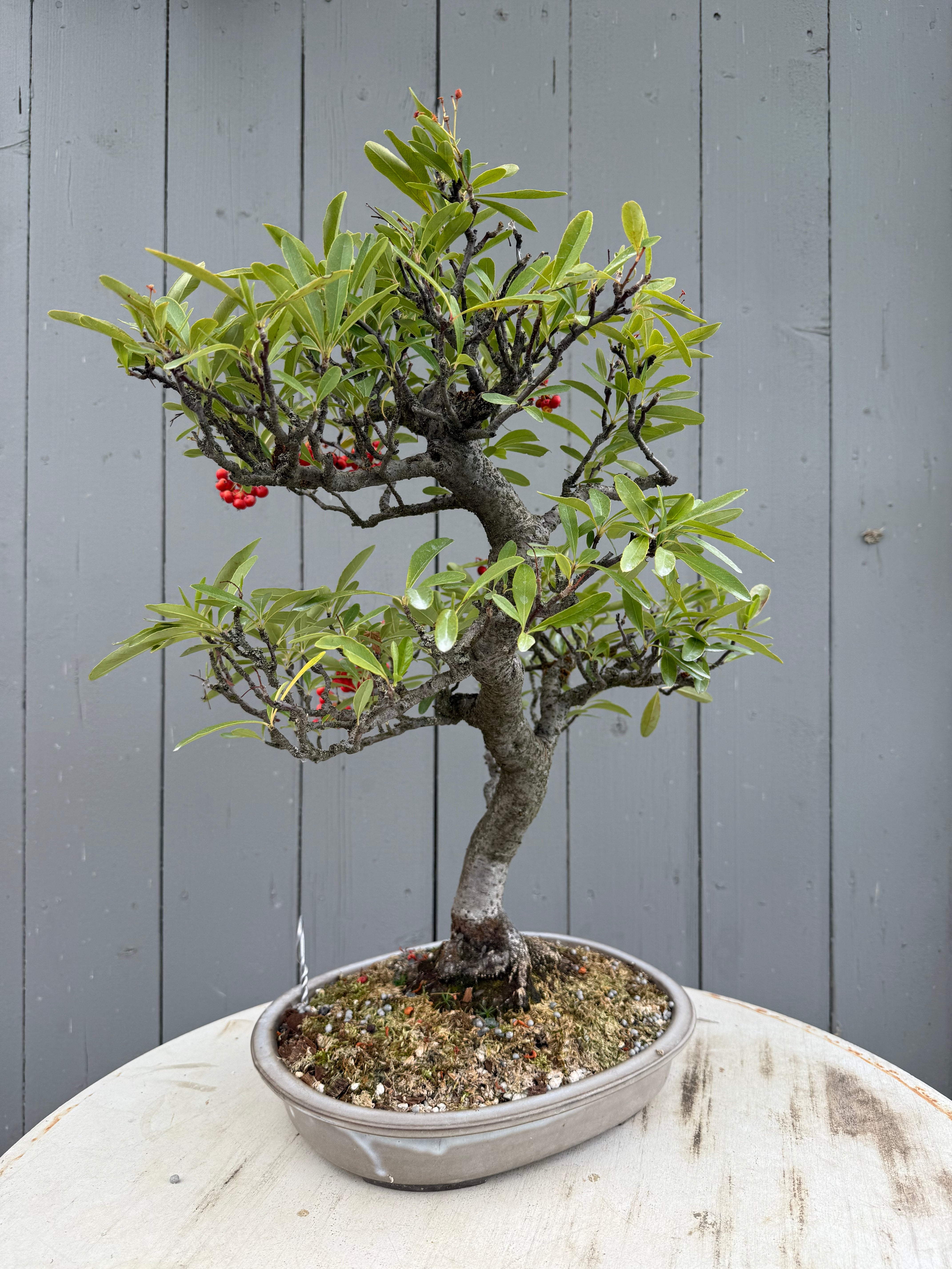 Pyracantha angustifolia