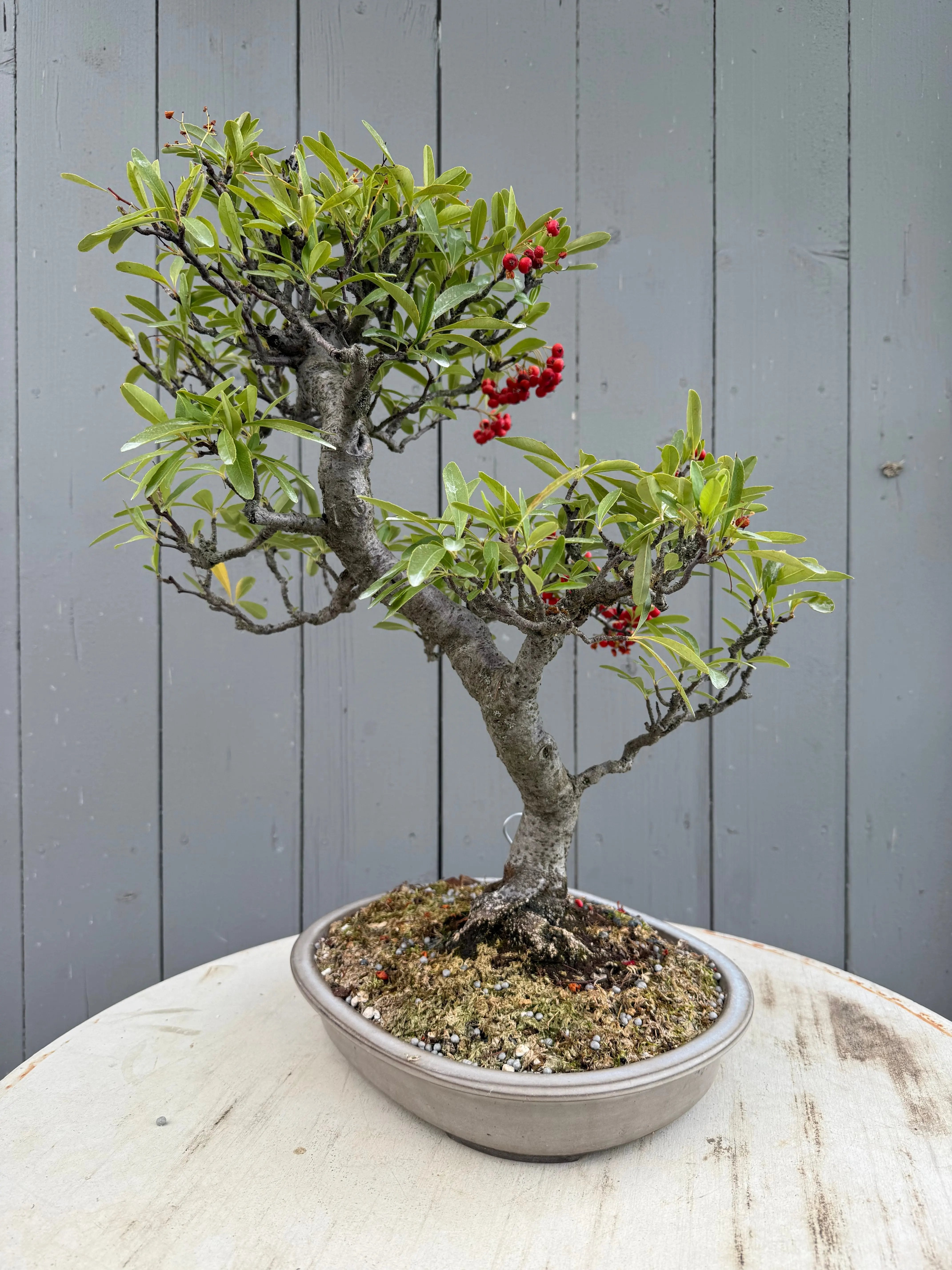 Pyracantha angustifolia Canada Bonsai