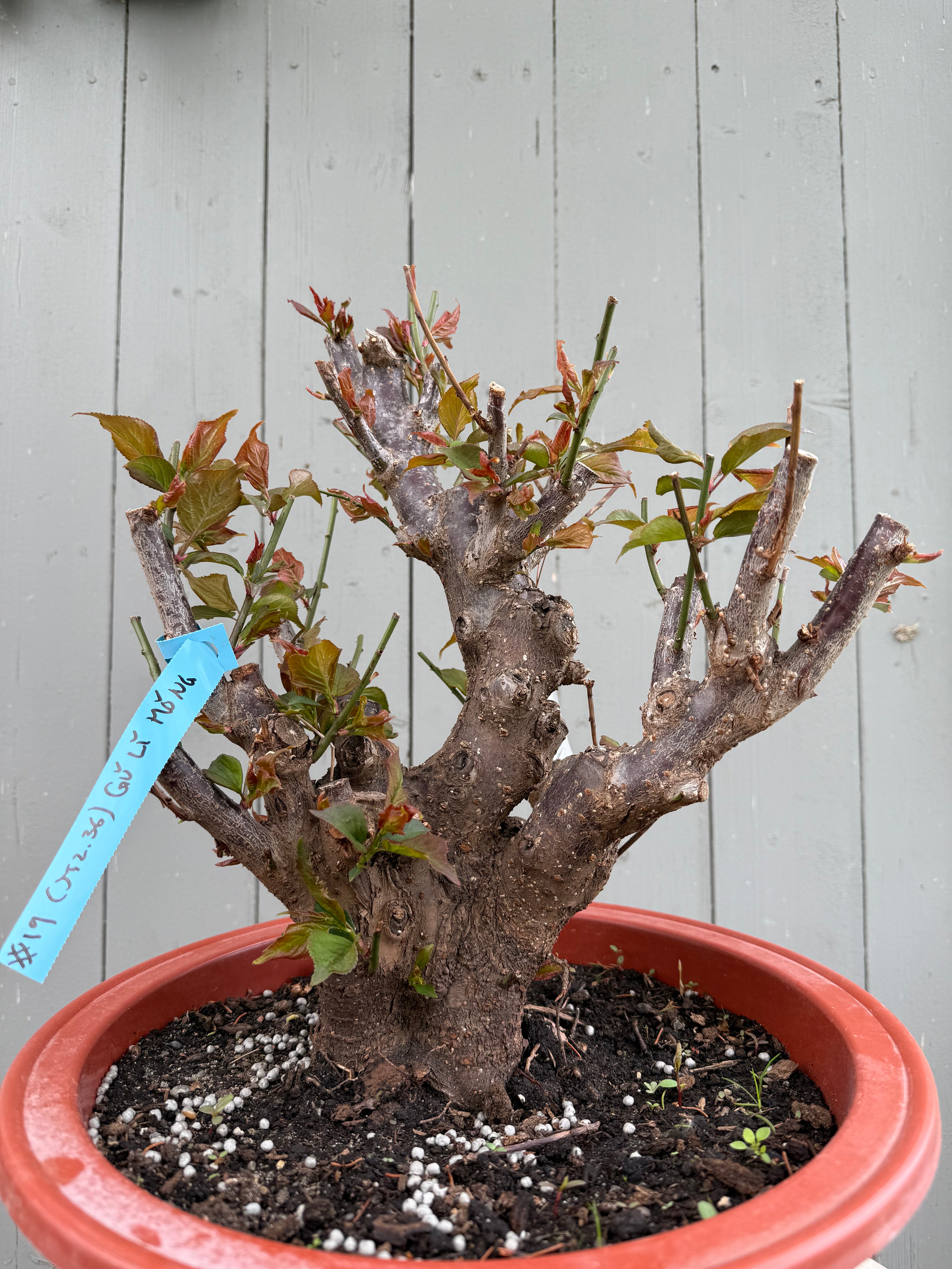 Prunus mume 'Gǔ lǐ hóng'