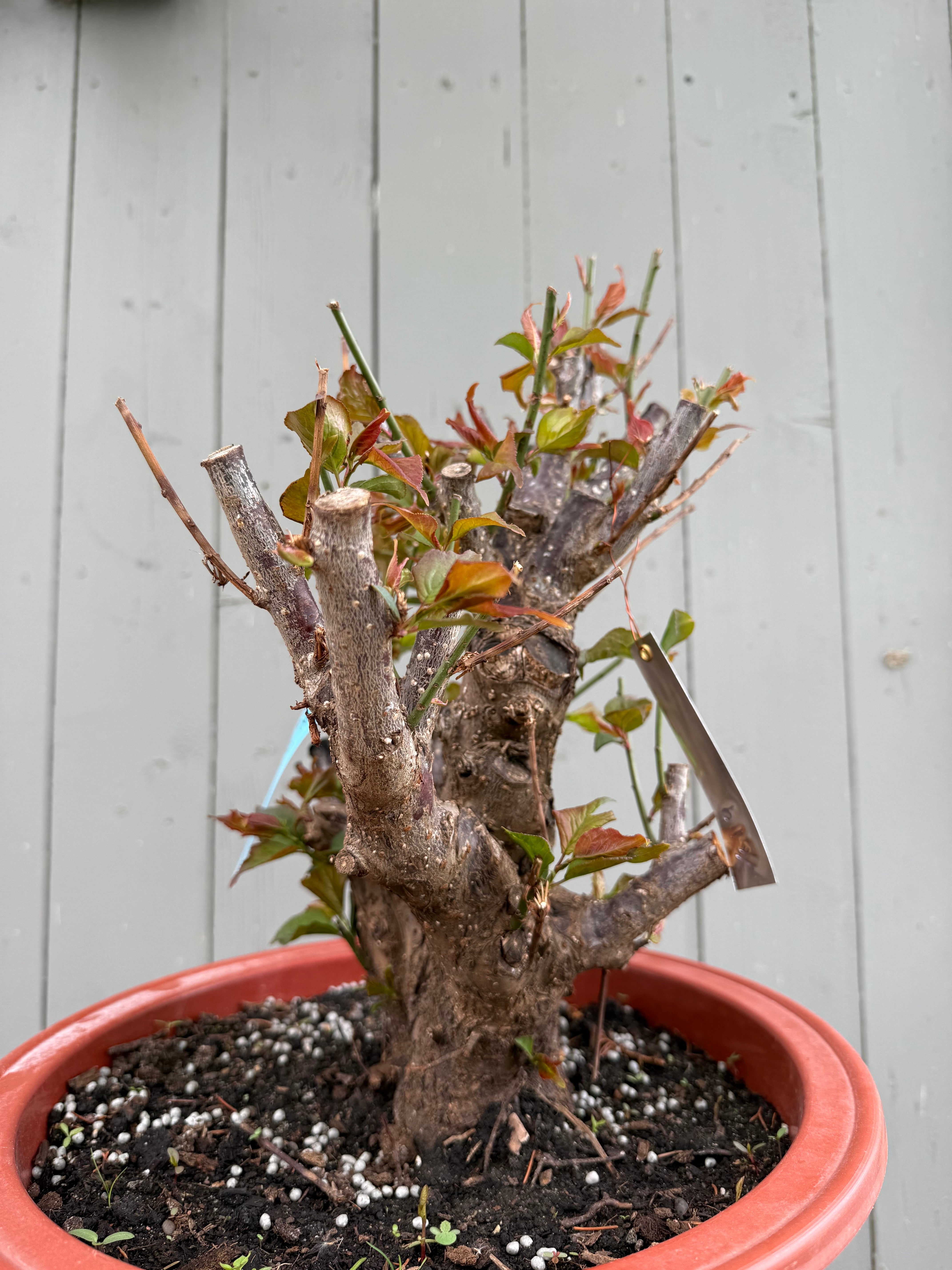 Prunus mume 'Gǔ lǐ hóng'