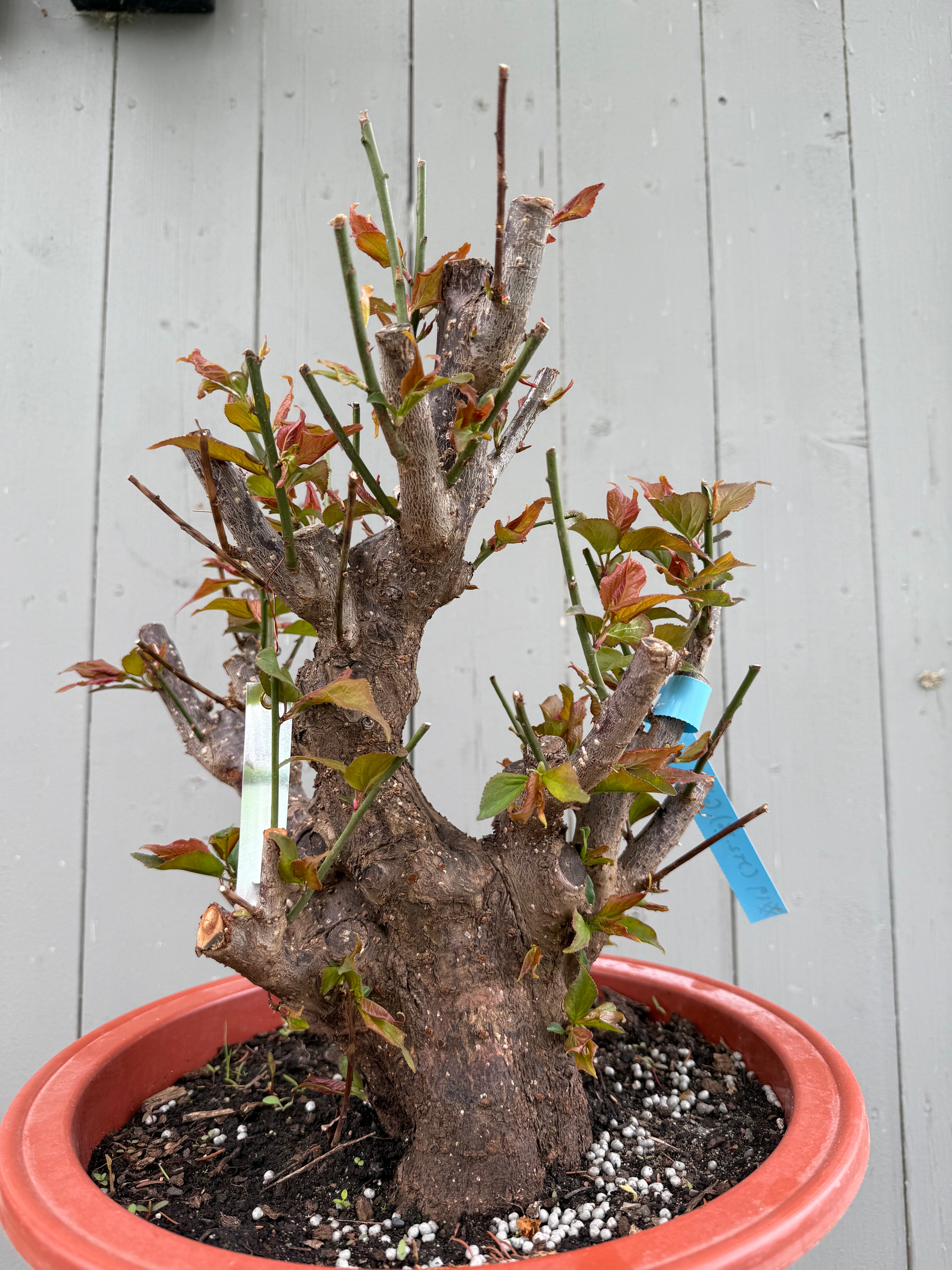 Prunus mume 'Gǔ lǐ hóng'