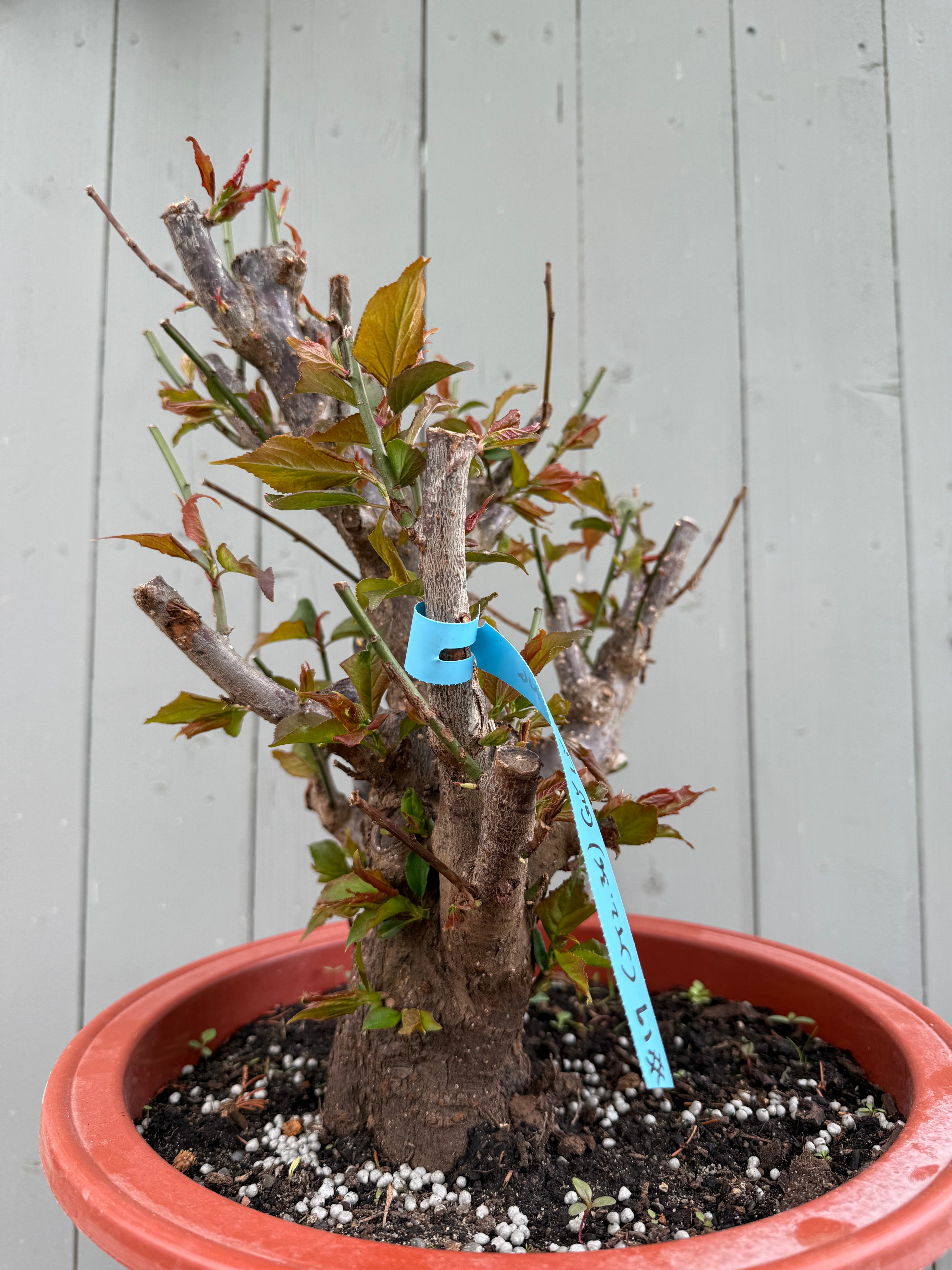 Prunus mume 'Gǔ lǐ hóng'