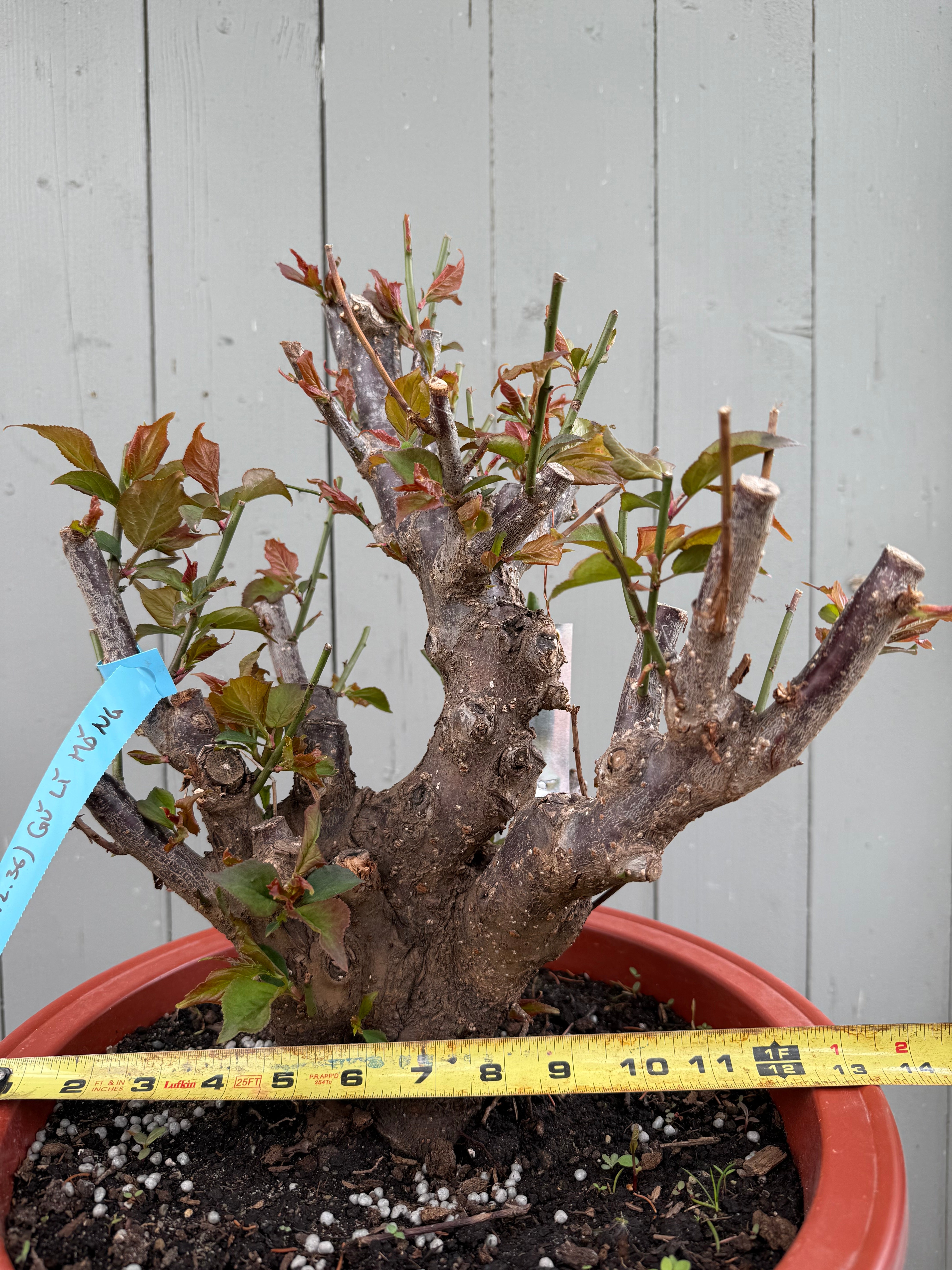 Prunus mume 'Gǔ lǐ hóng'