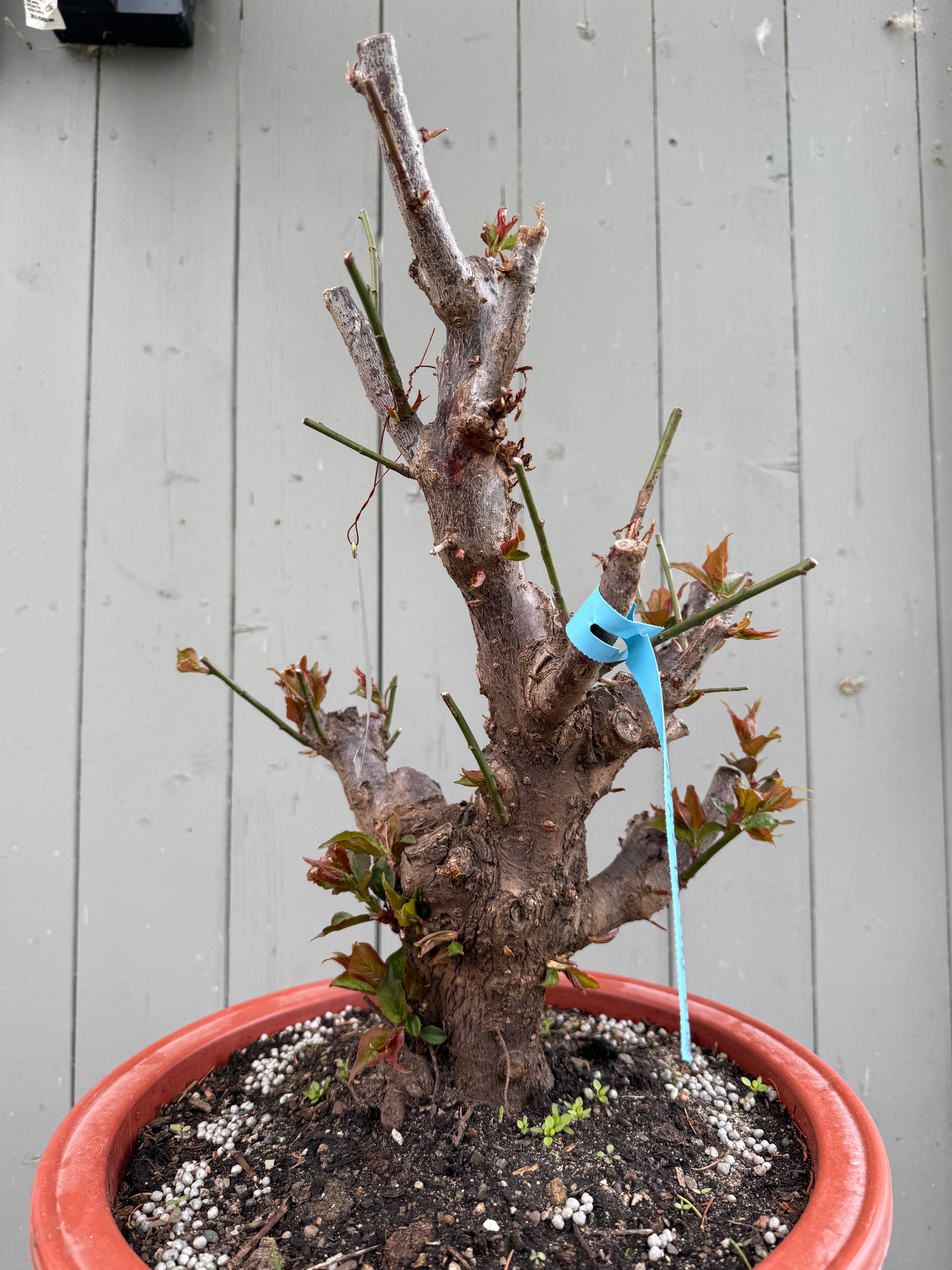 Prunus mume 'Gǔ lǐ hóng'