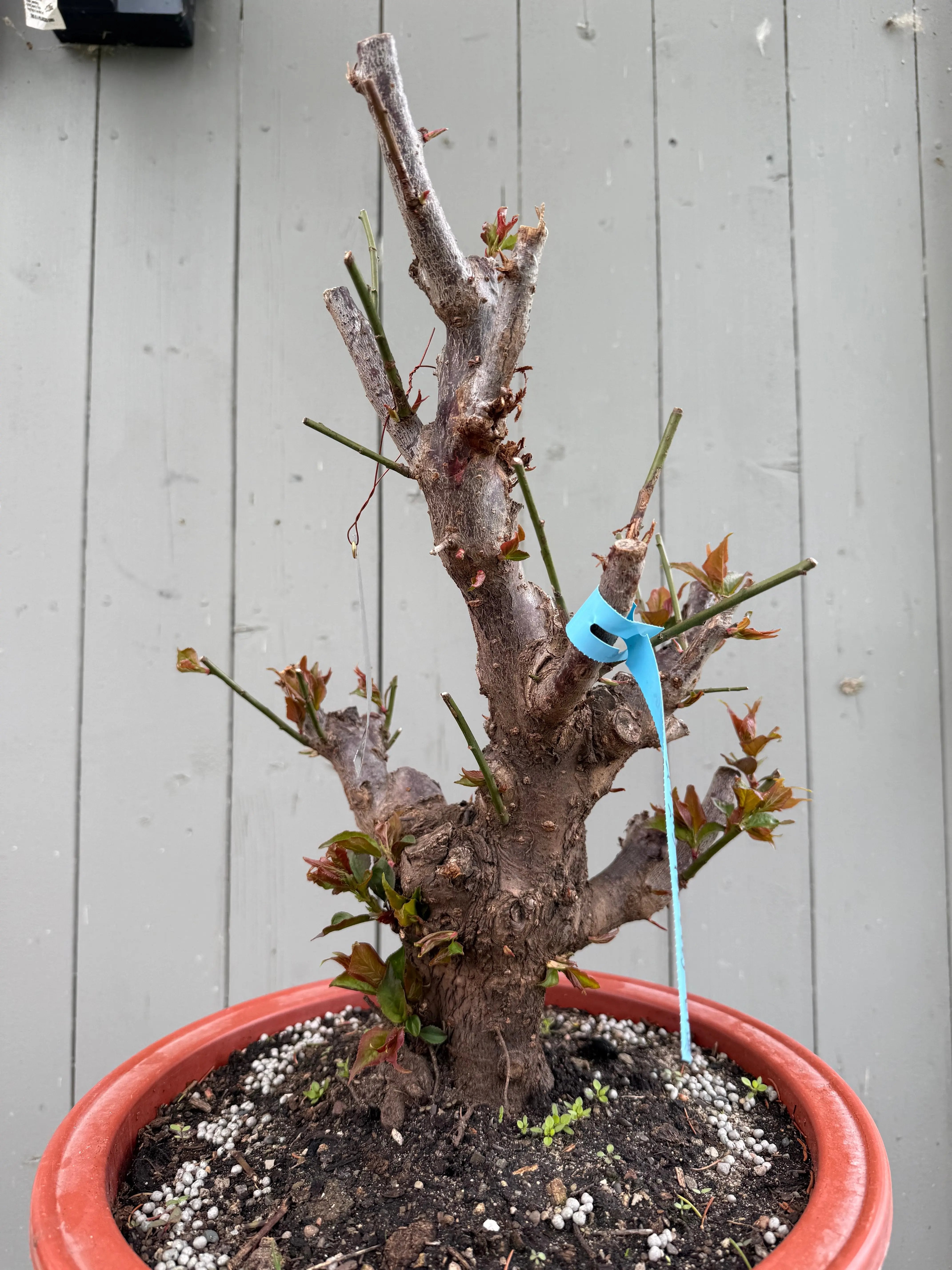 Prunus mume 'Gǔ lǐ hóng' Canada Bonsai