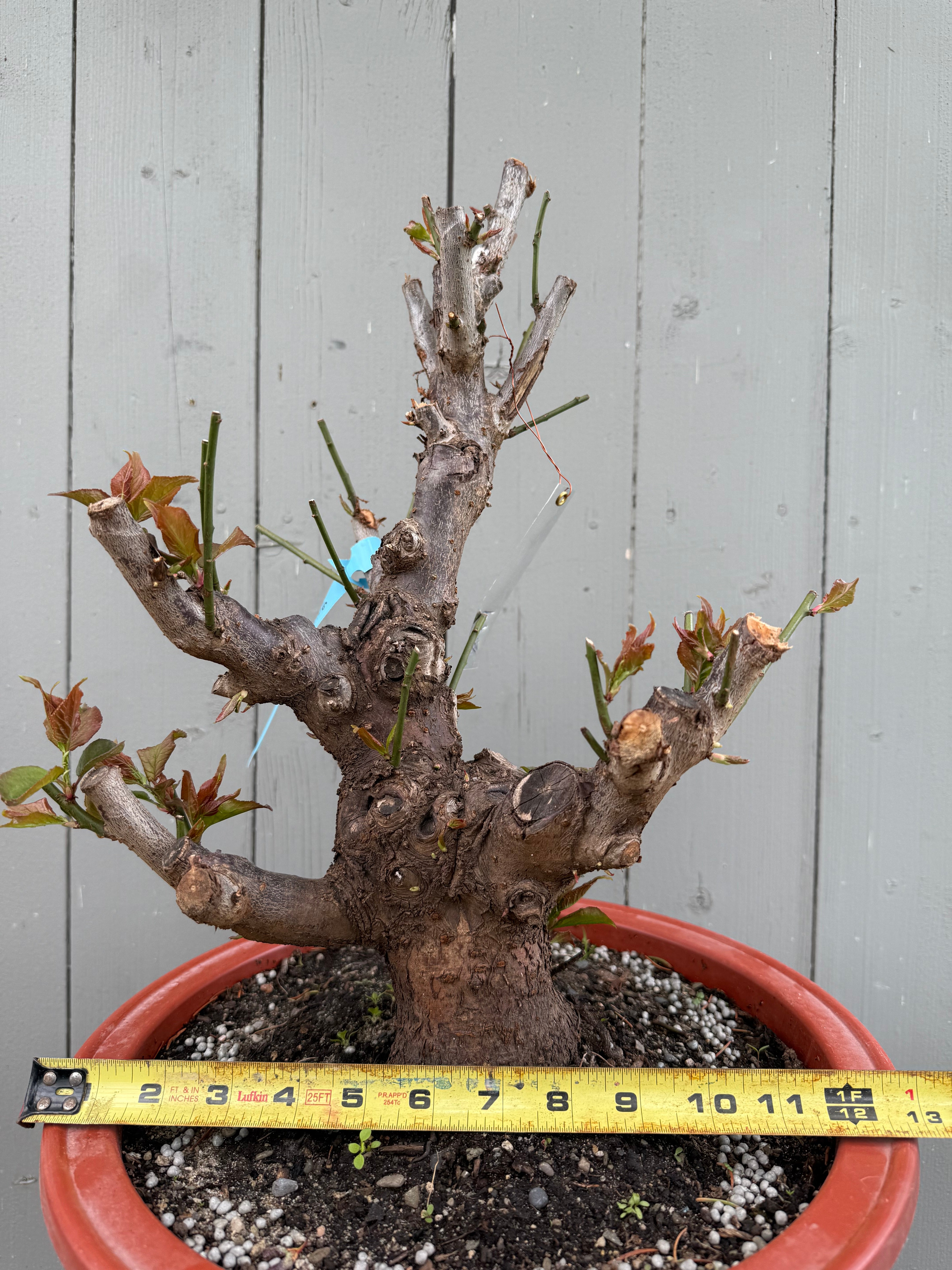 Prunus mume 'Gǔ lǐ hóng'