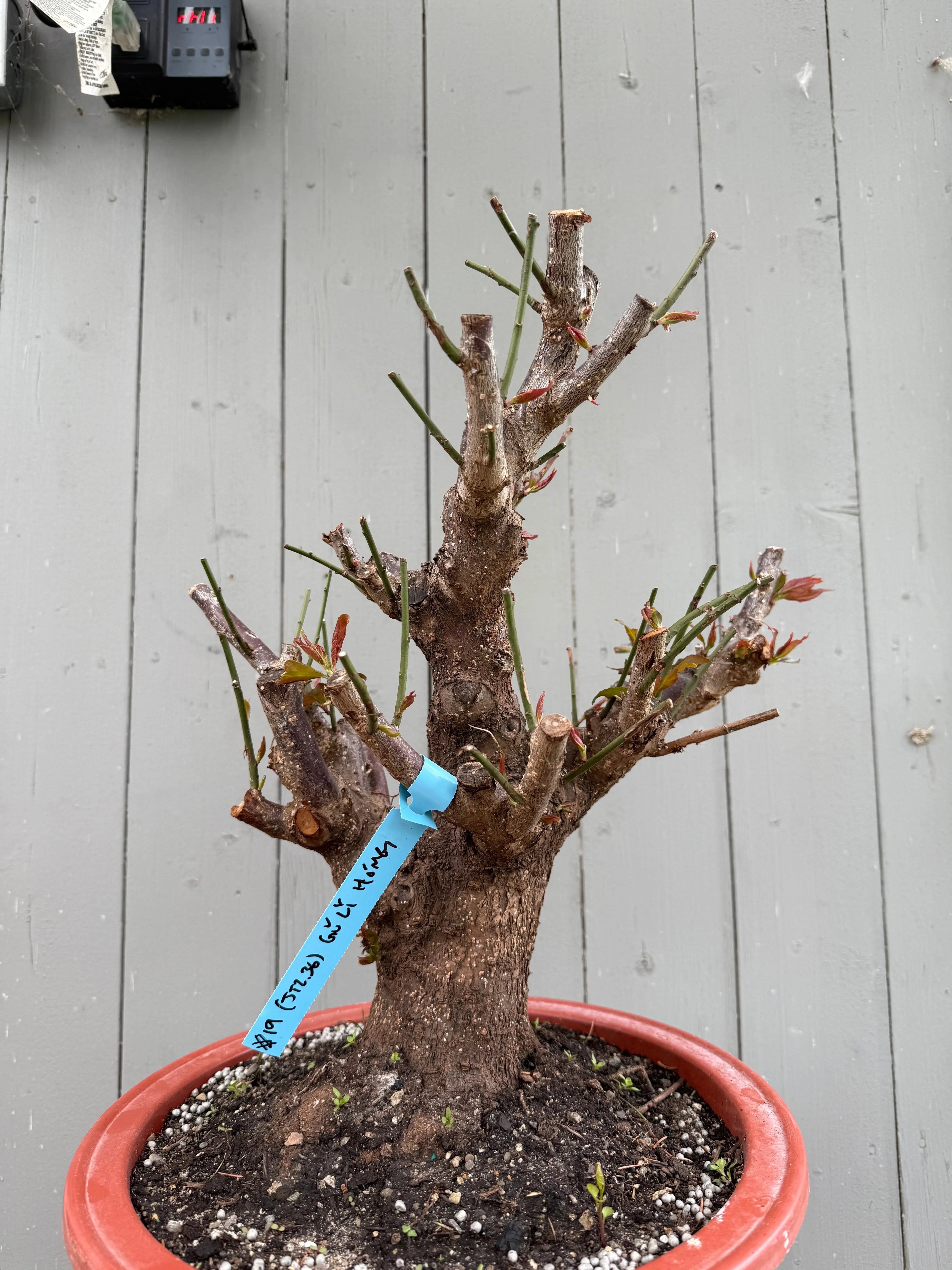 Prunus mume 'Gǔ lǐ hóng' Canada Bonsai