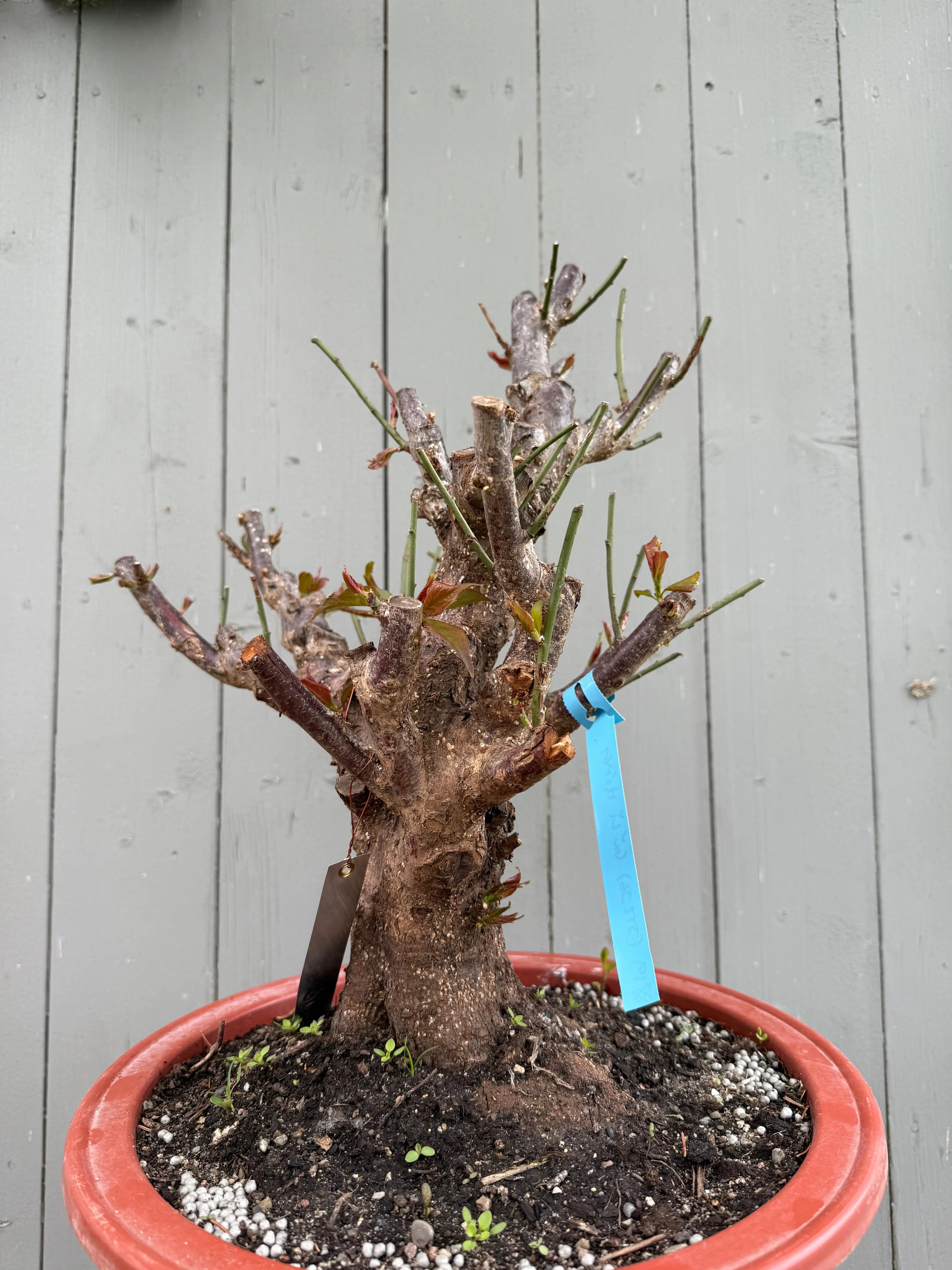 Prunus mume 'Gǔ lǐ hóng' Canada Bonsai