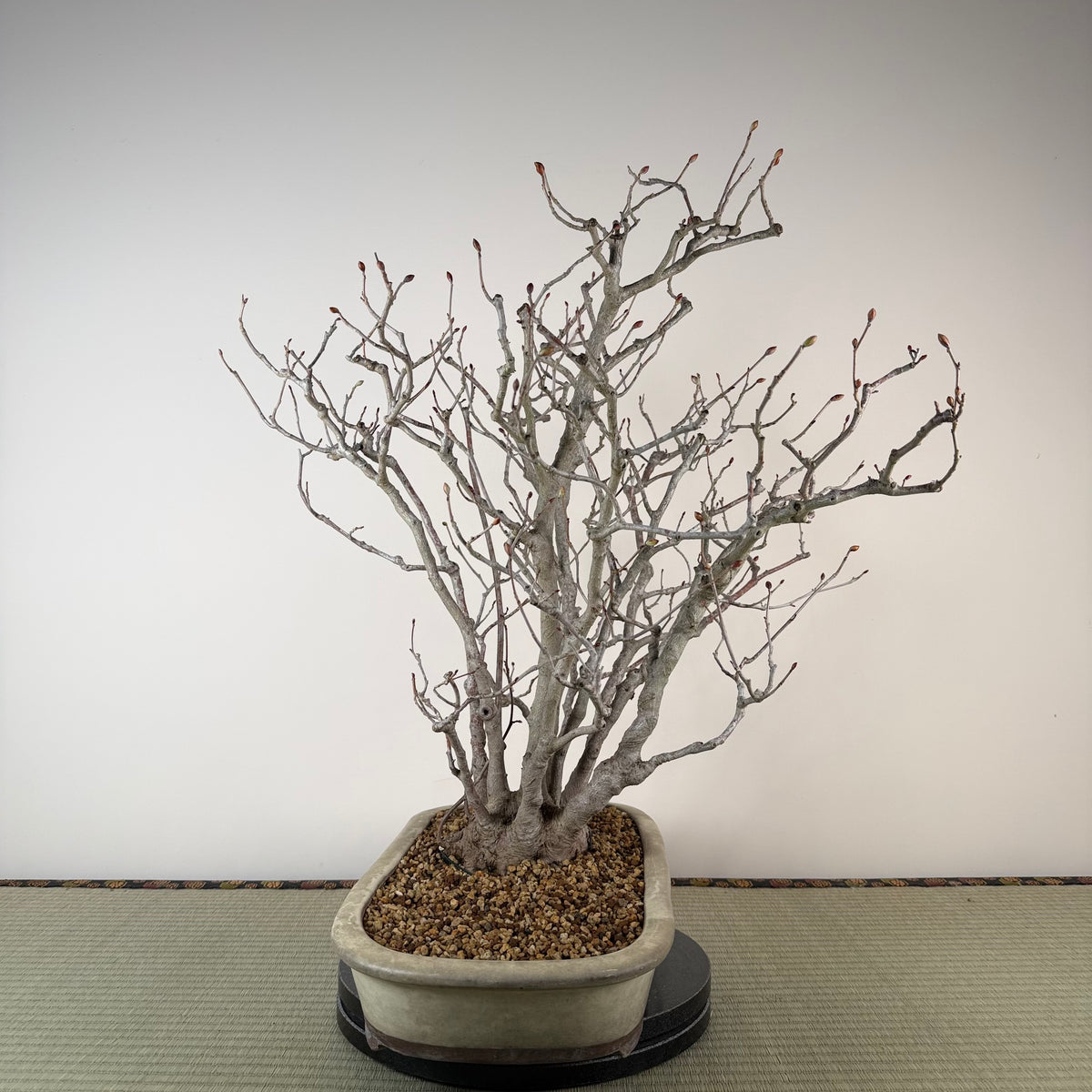 Corylopsis spicata