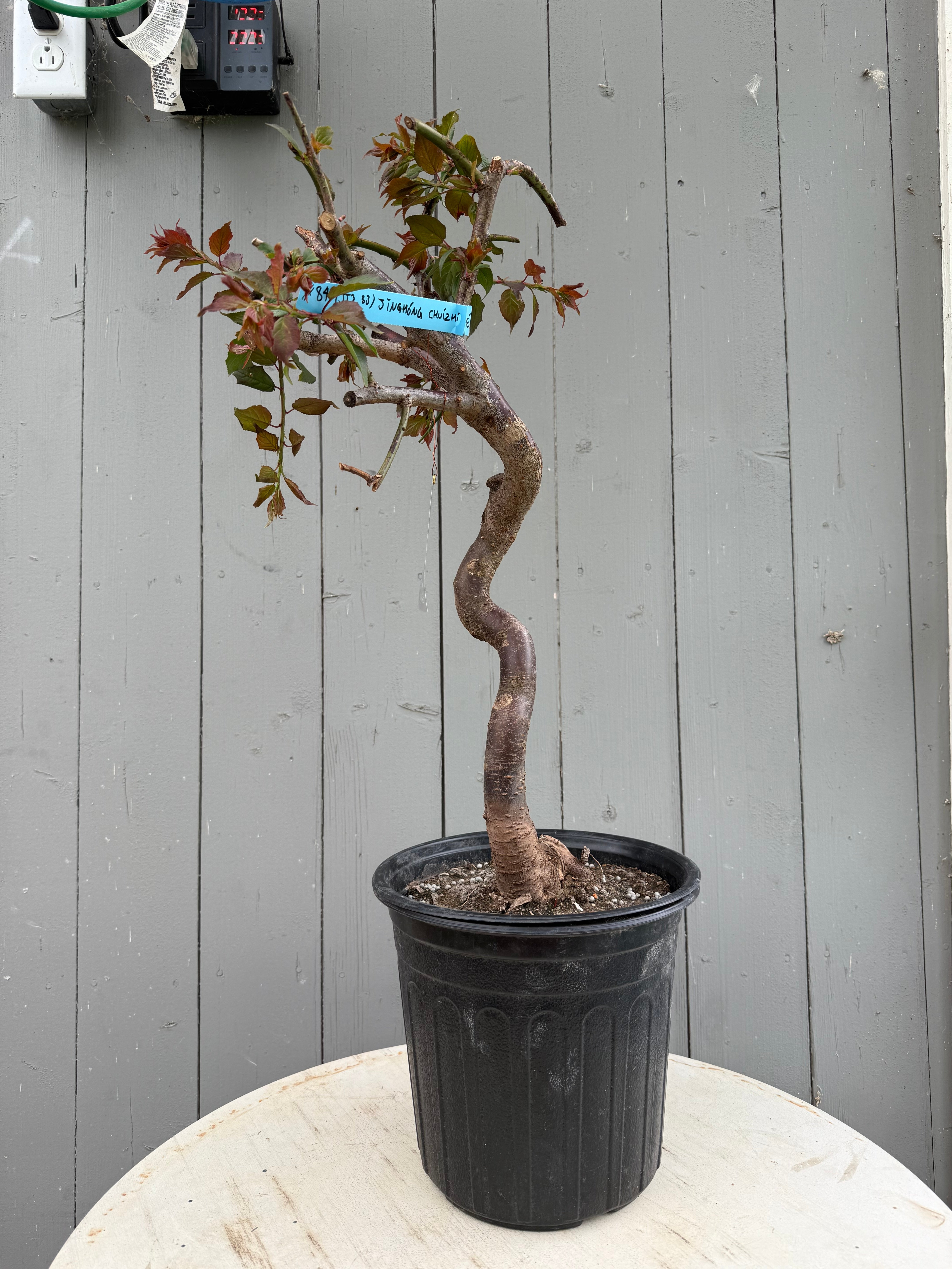 Prunus mume 'Jǐnghóng chuízhīméi' (weeping)