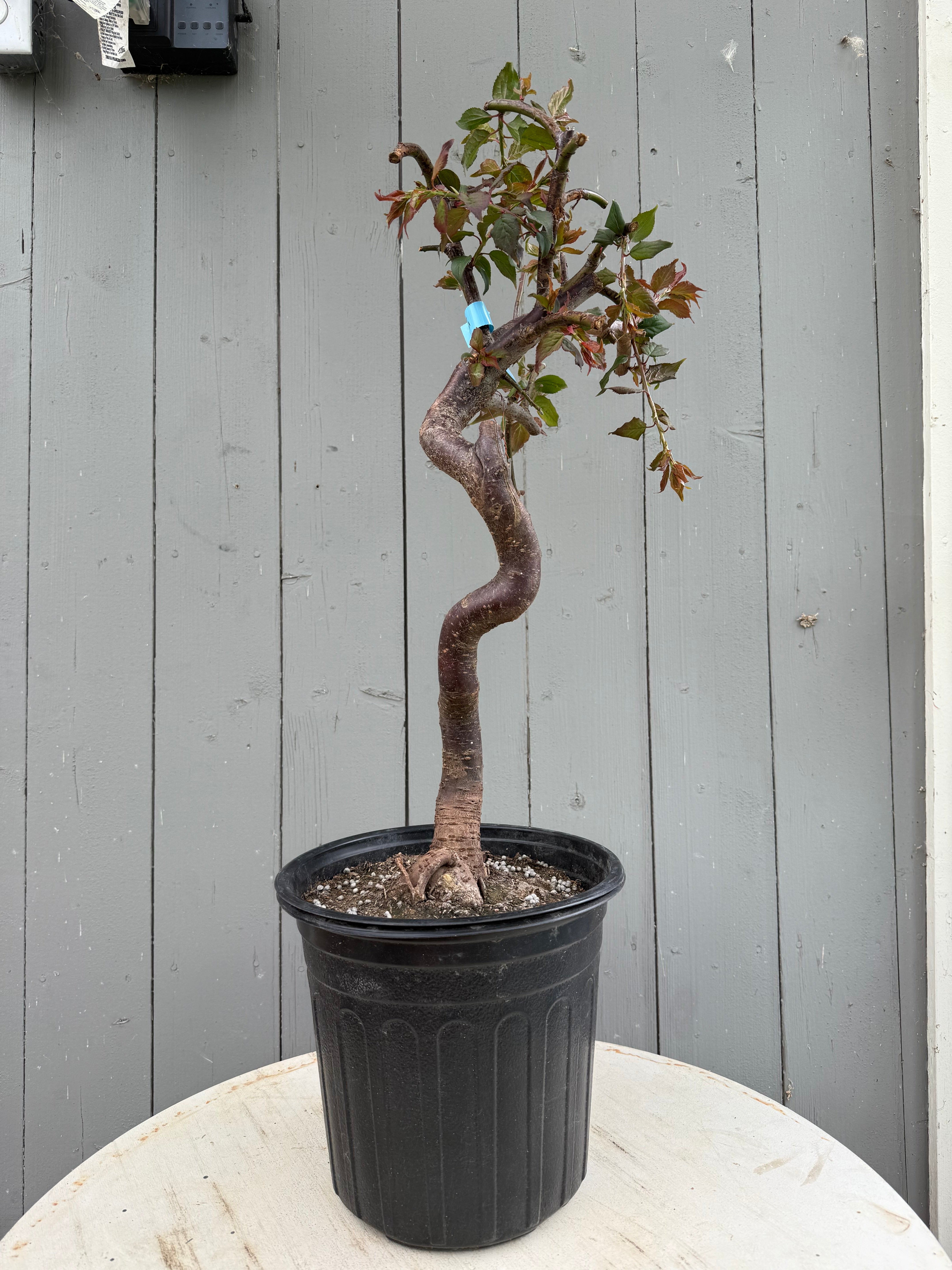 Prunus mume 'Jǐnghóng chuízhīméi' (weeping)