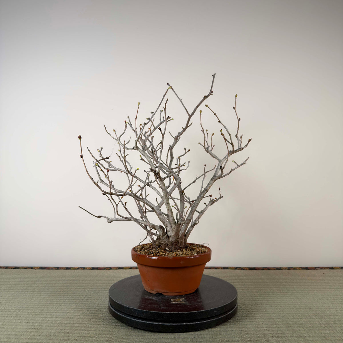 Corylopsis spicata