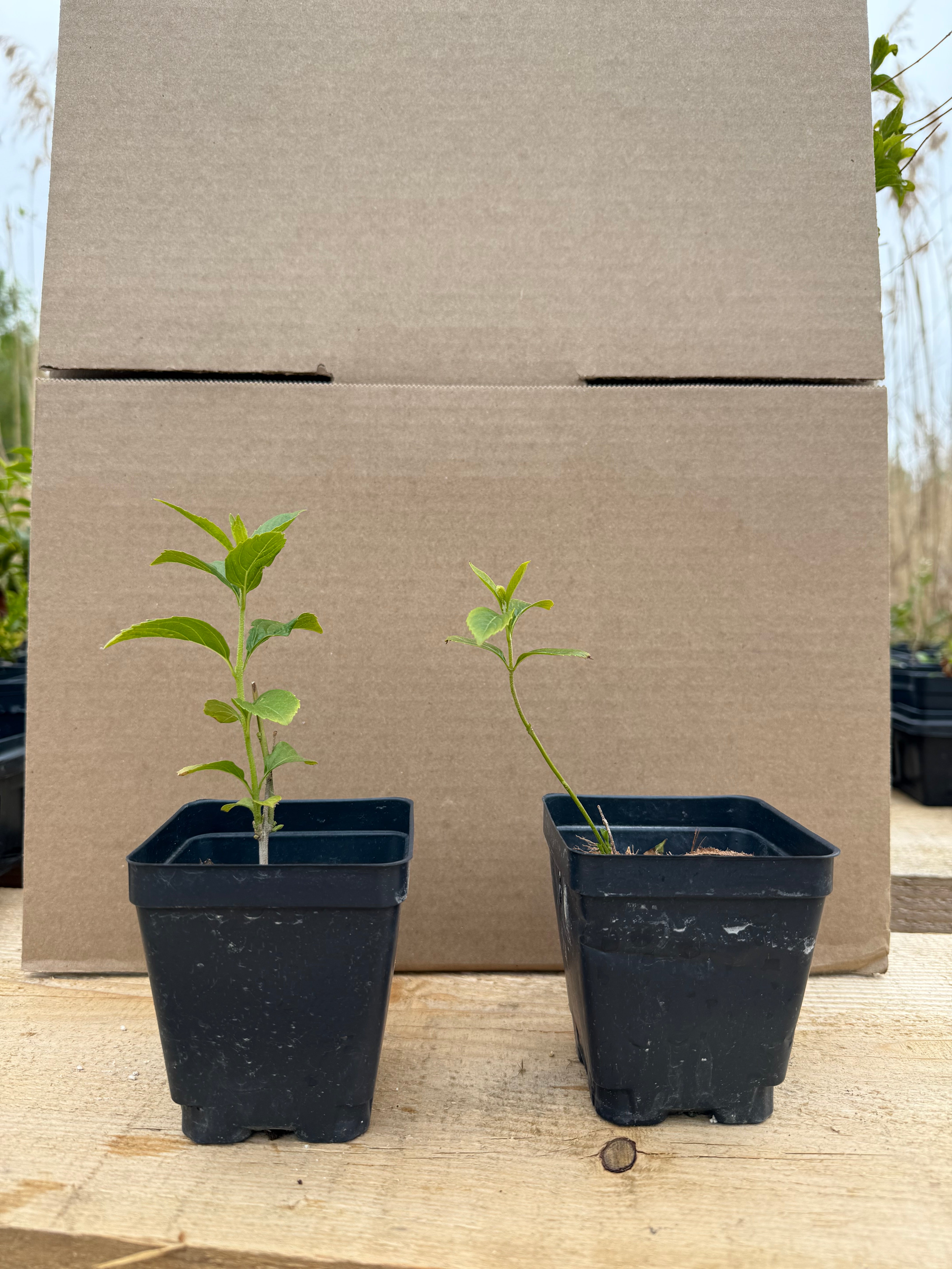 Callicarpa japonica (white)