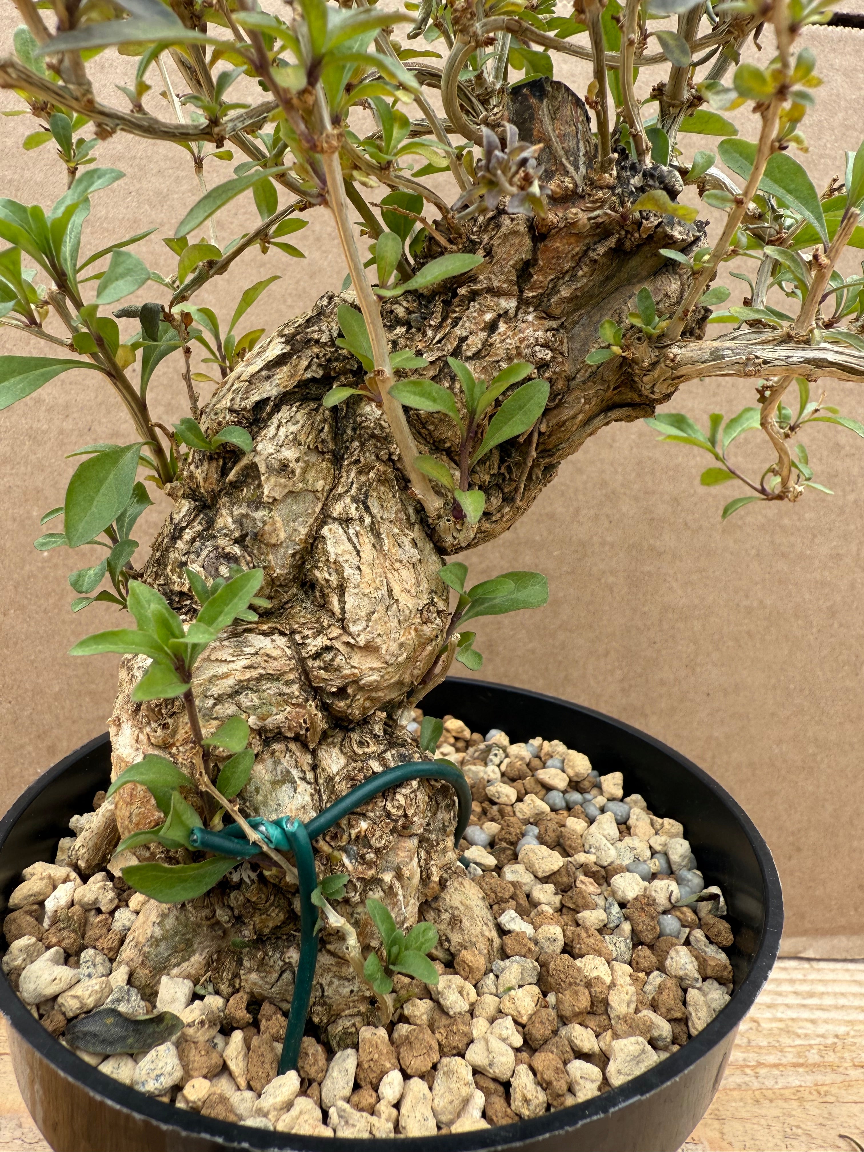 Lycium chinense (chef's choice)