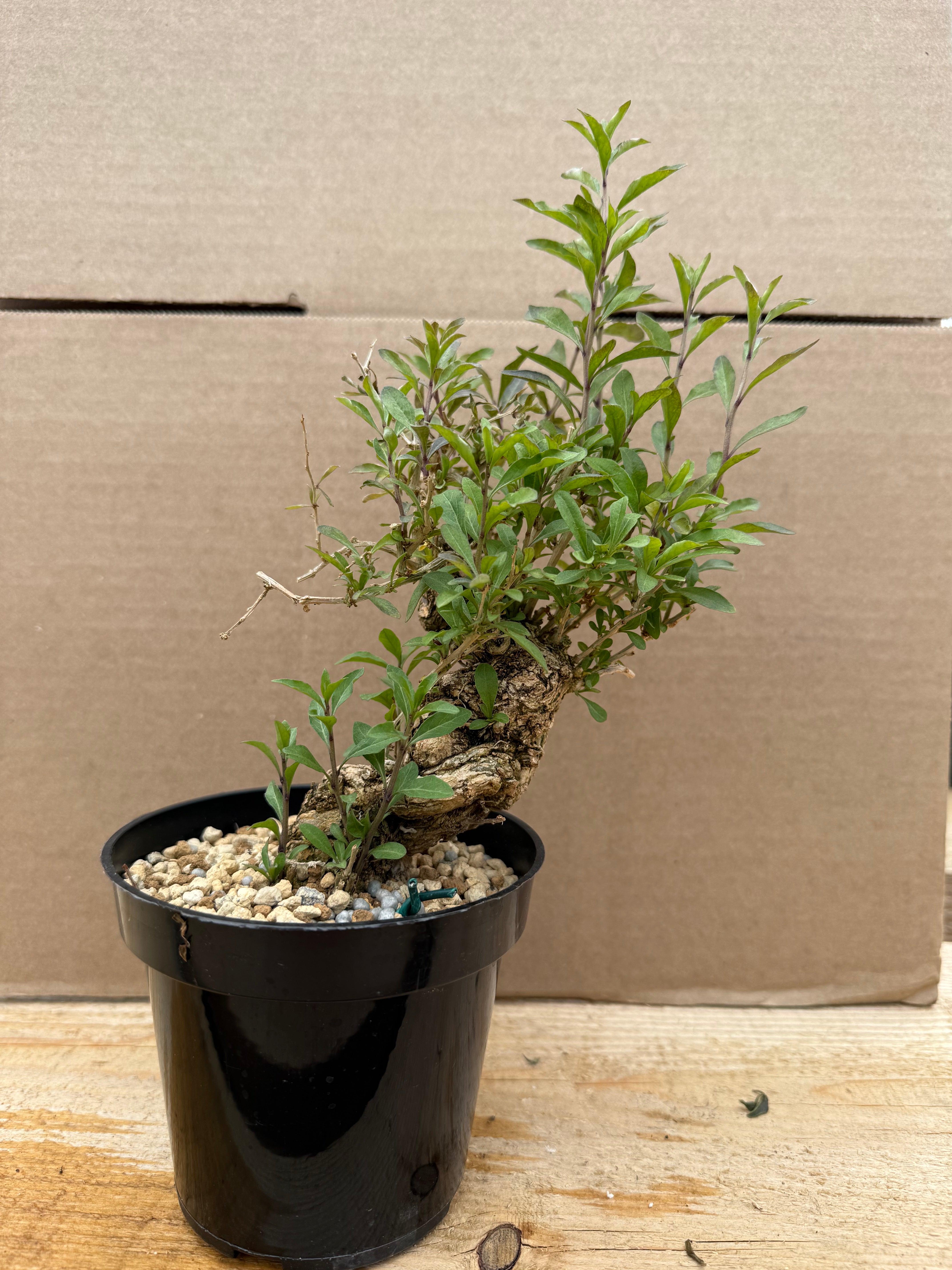 Lycium chinense (chef's choice)