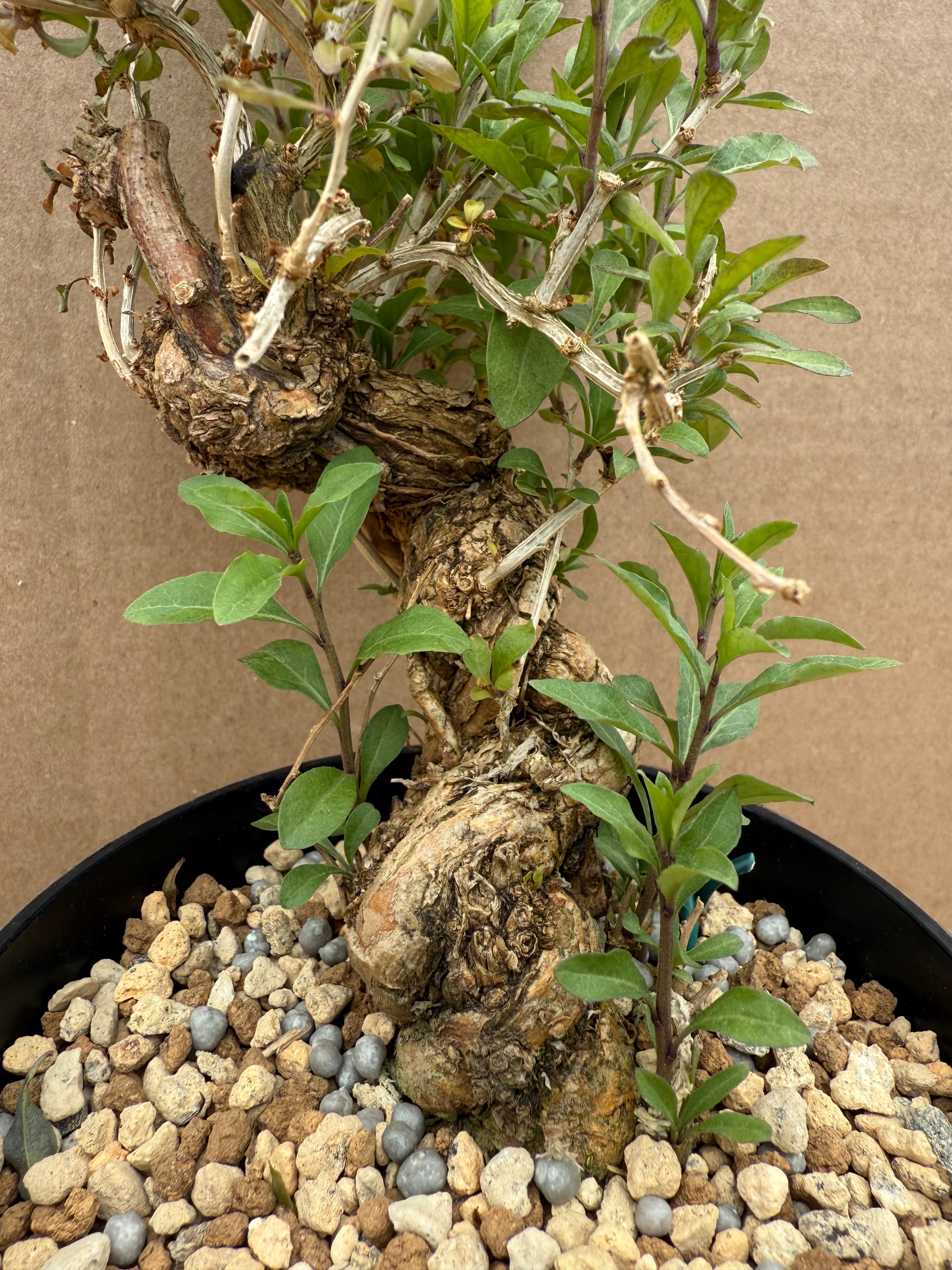 Lycium chinense (chef's choice)