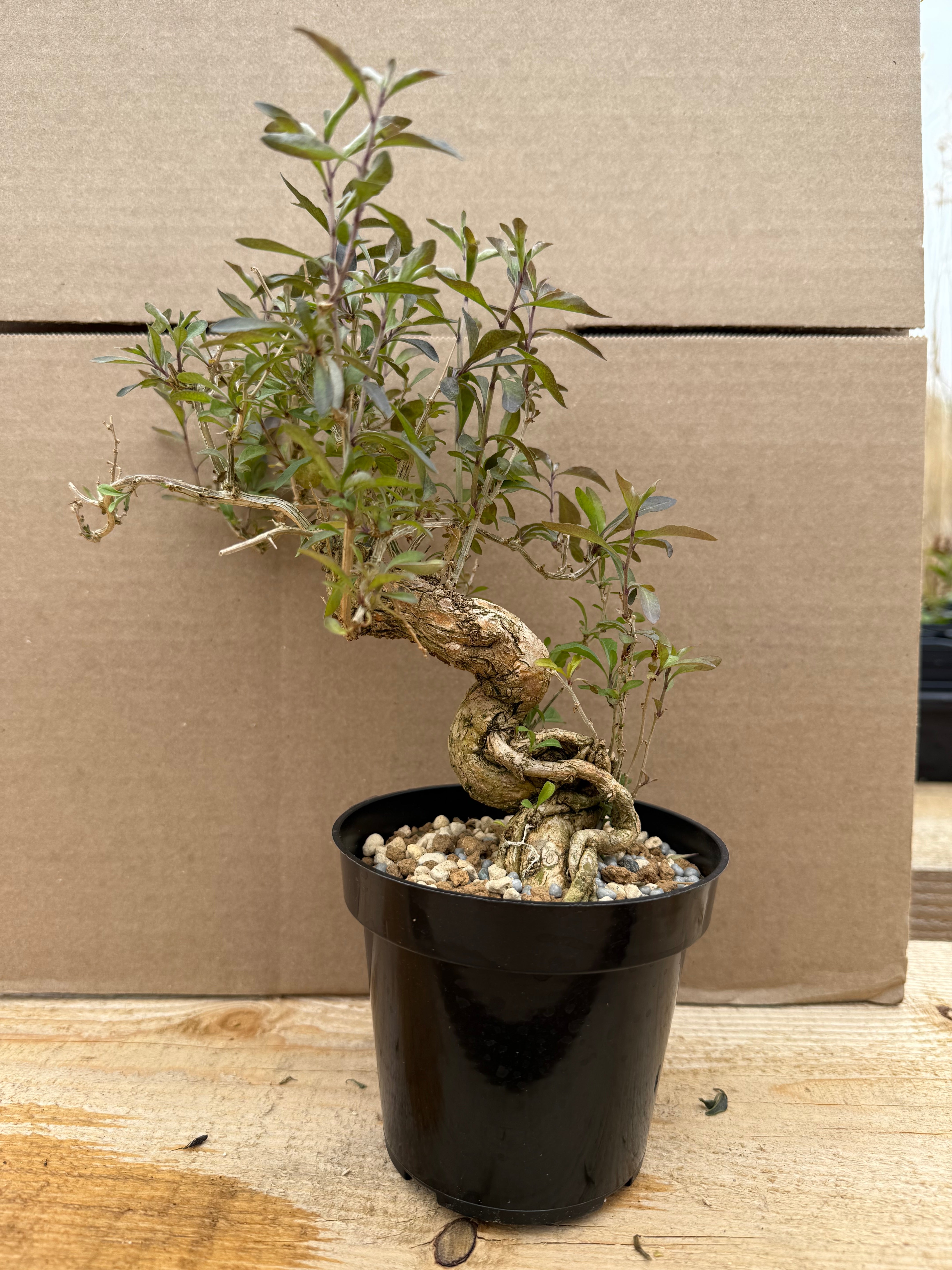 Lycium chinense (chef's choice)