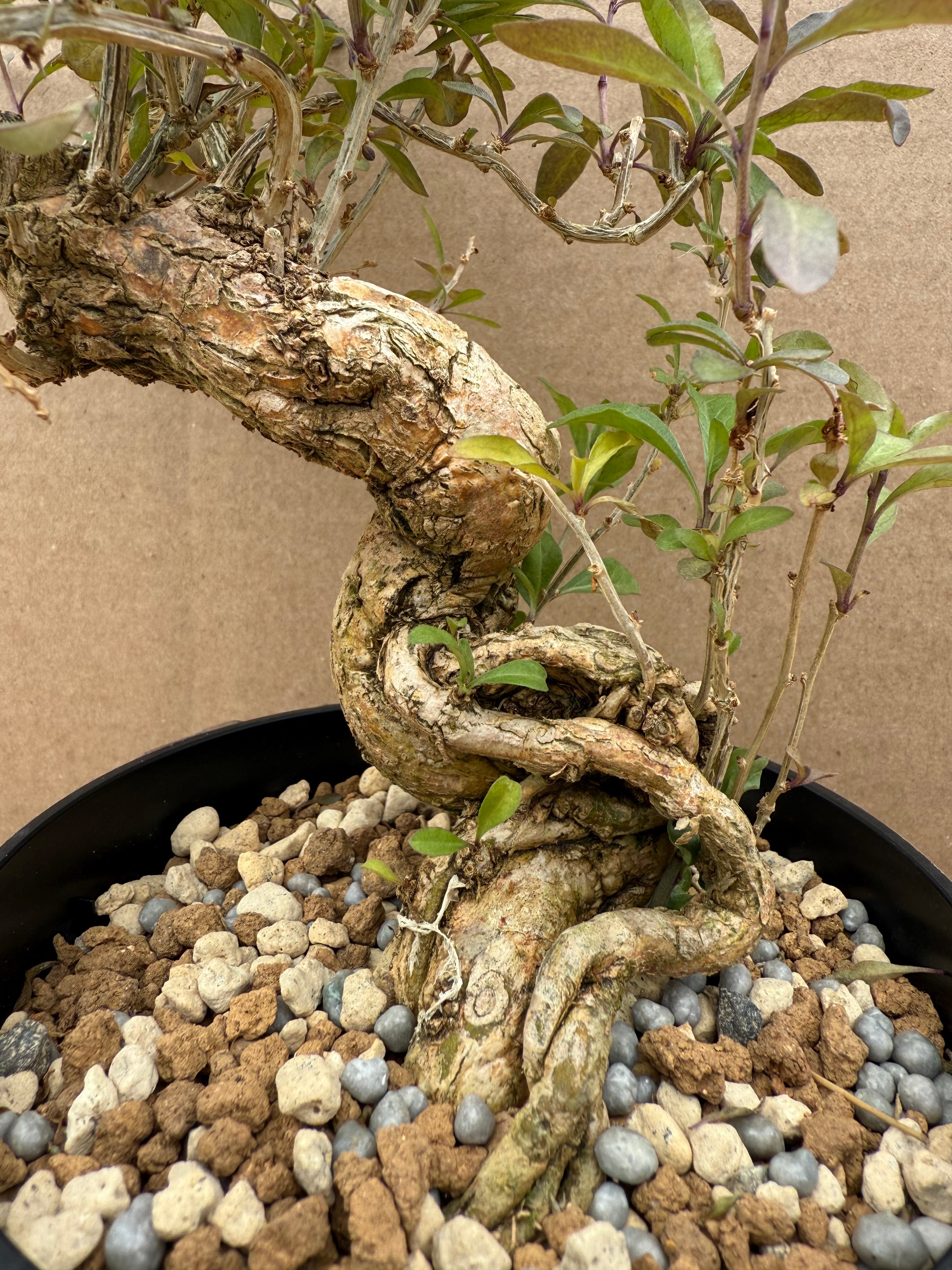 Lycium chinense (chef's choice)