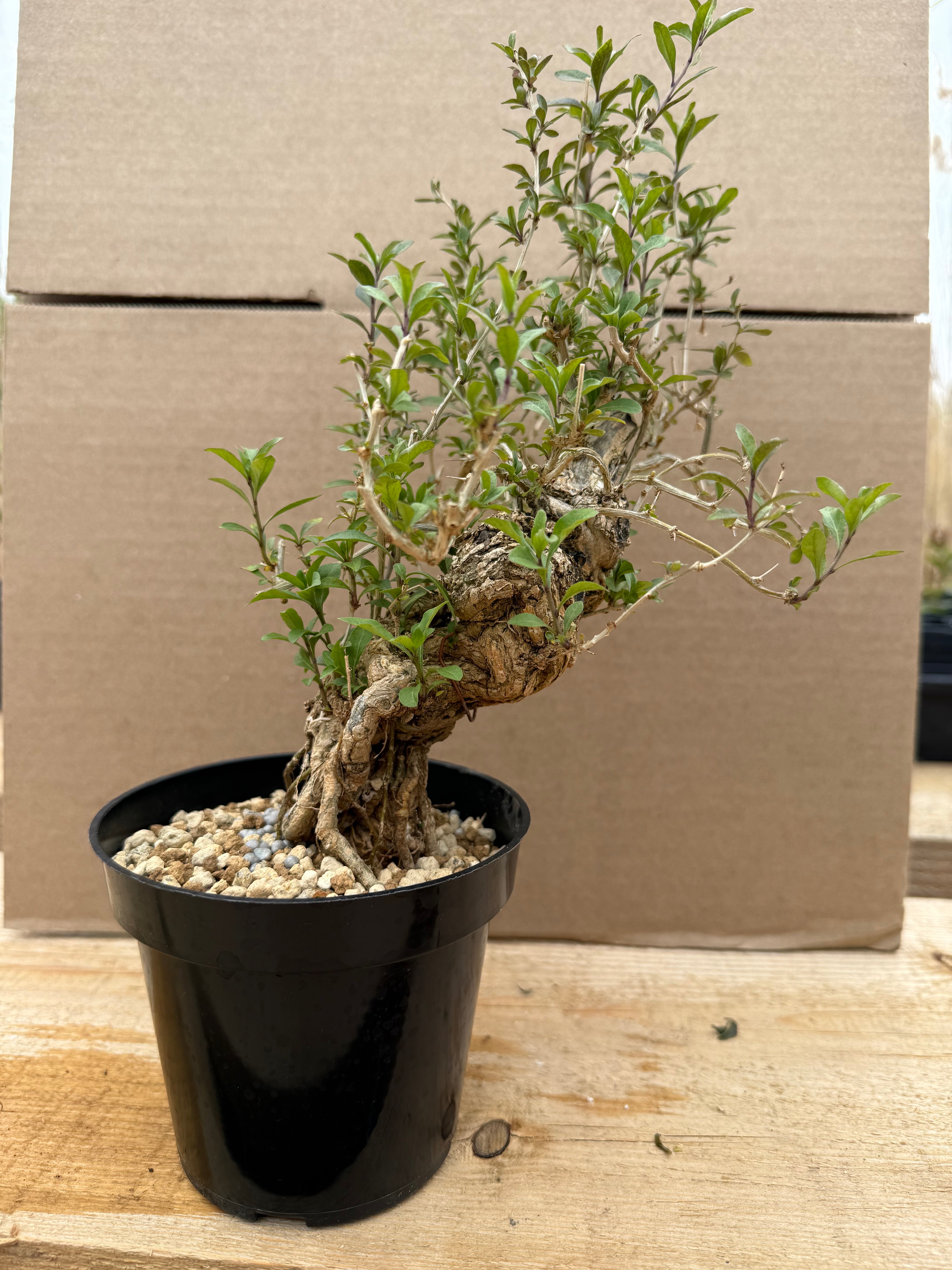 Lycium chinense (chef's choice)