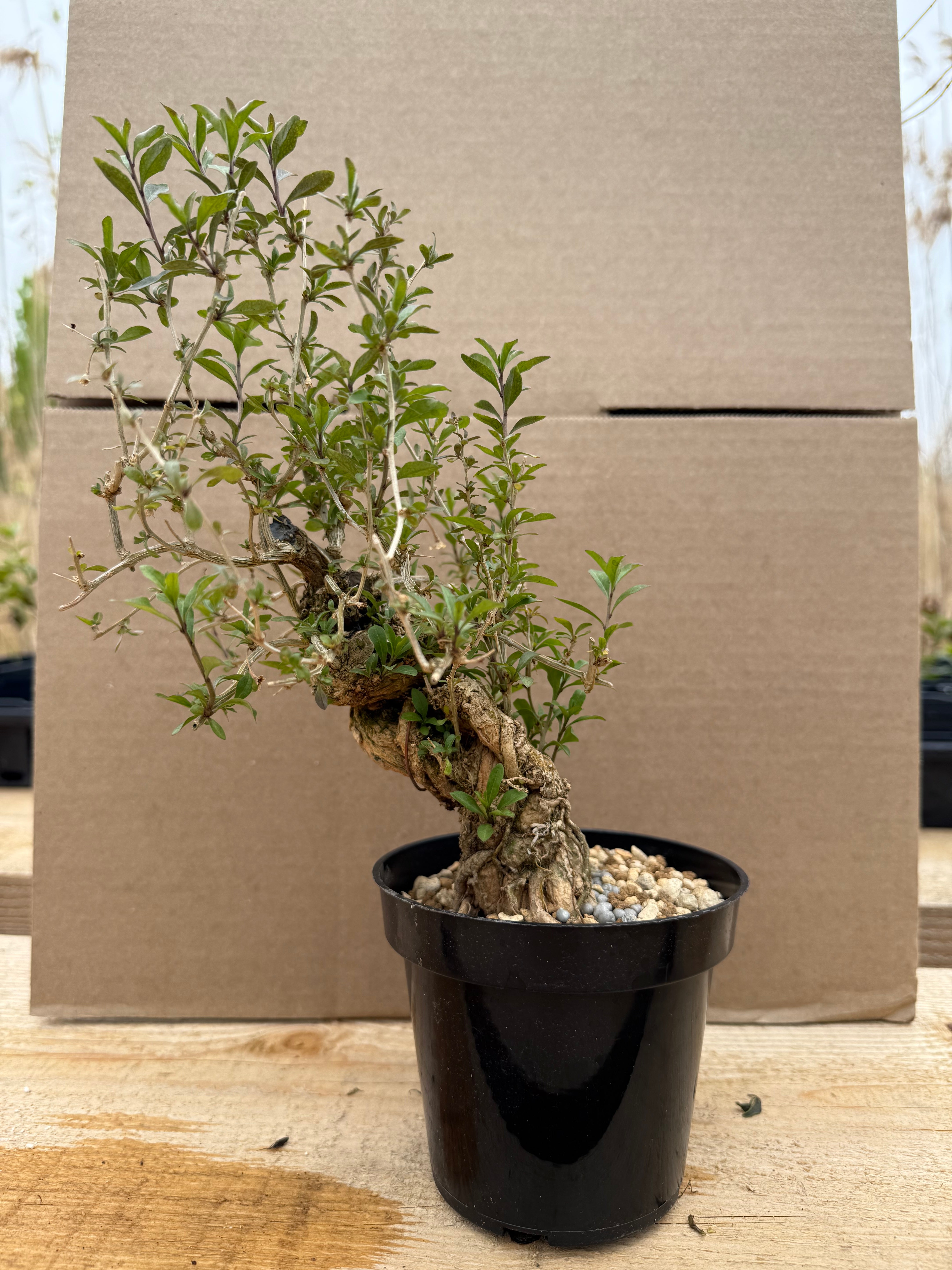 Lycium chinense (chef's choice)