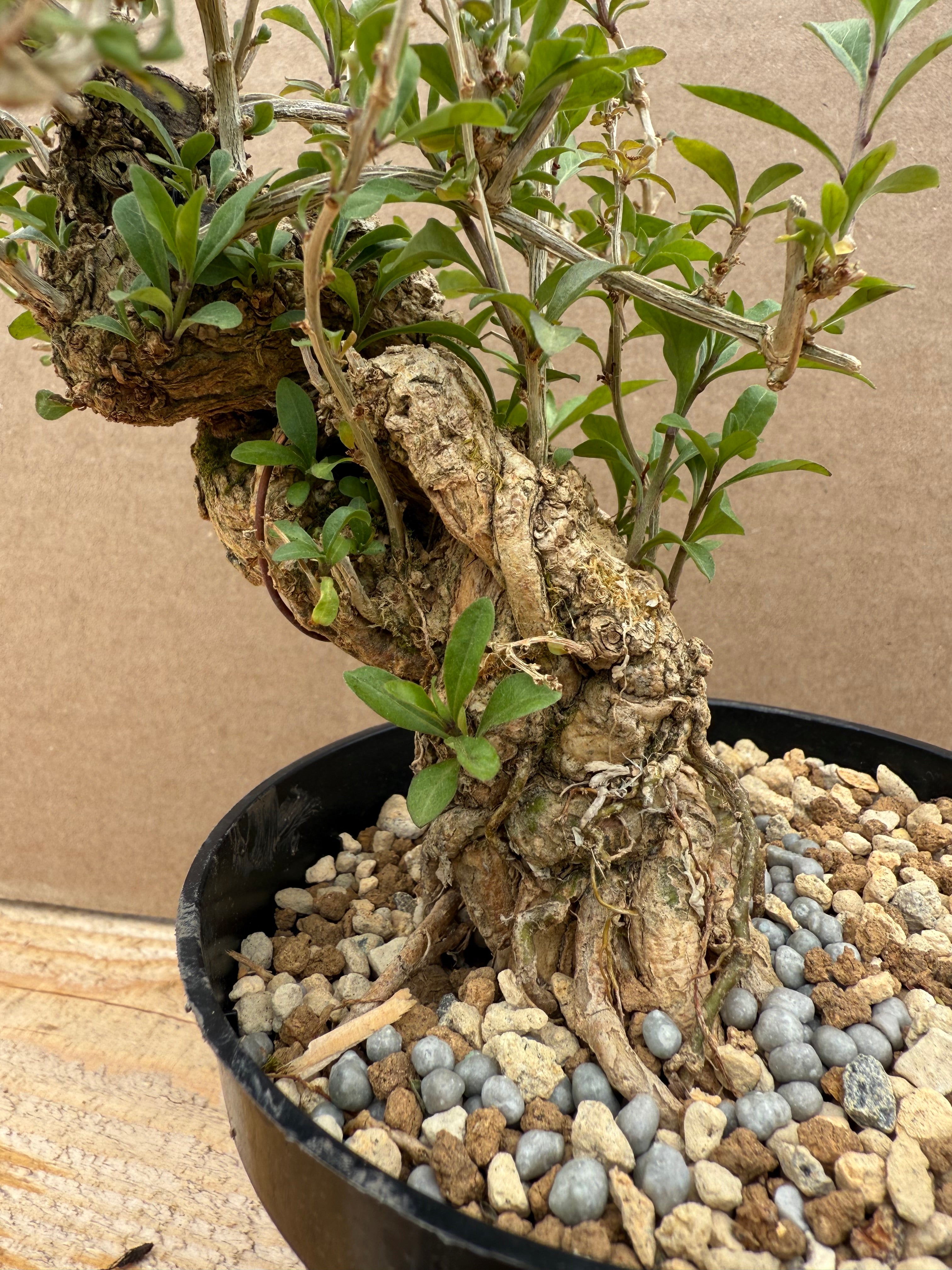 Lycium chinense (chef's choice)