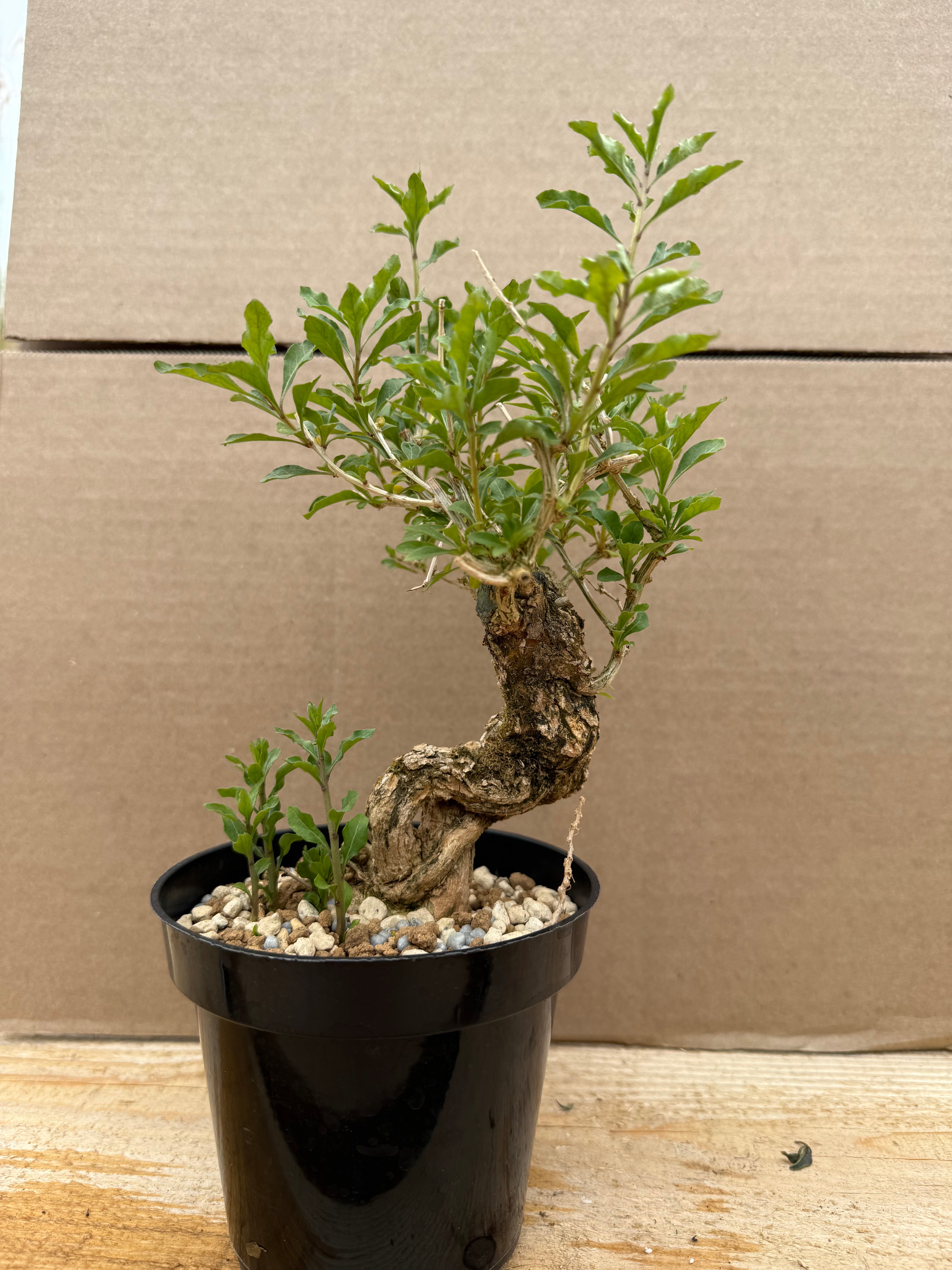 Lycium chinense (chef's choice)