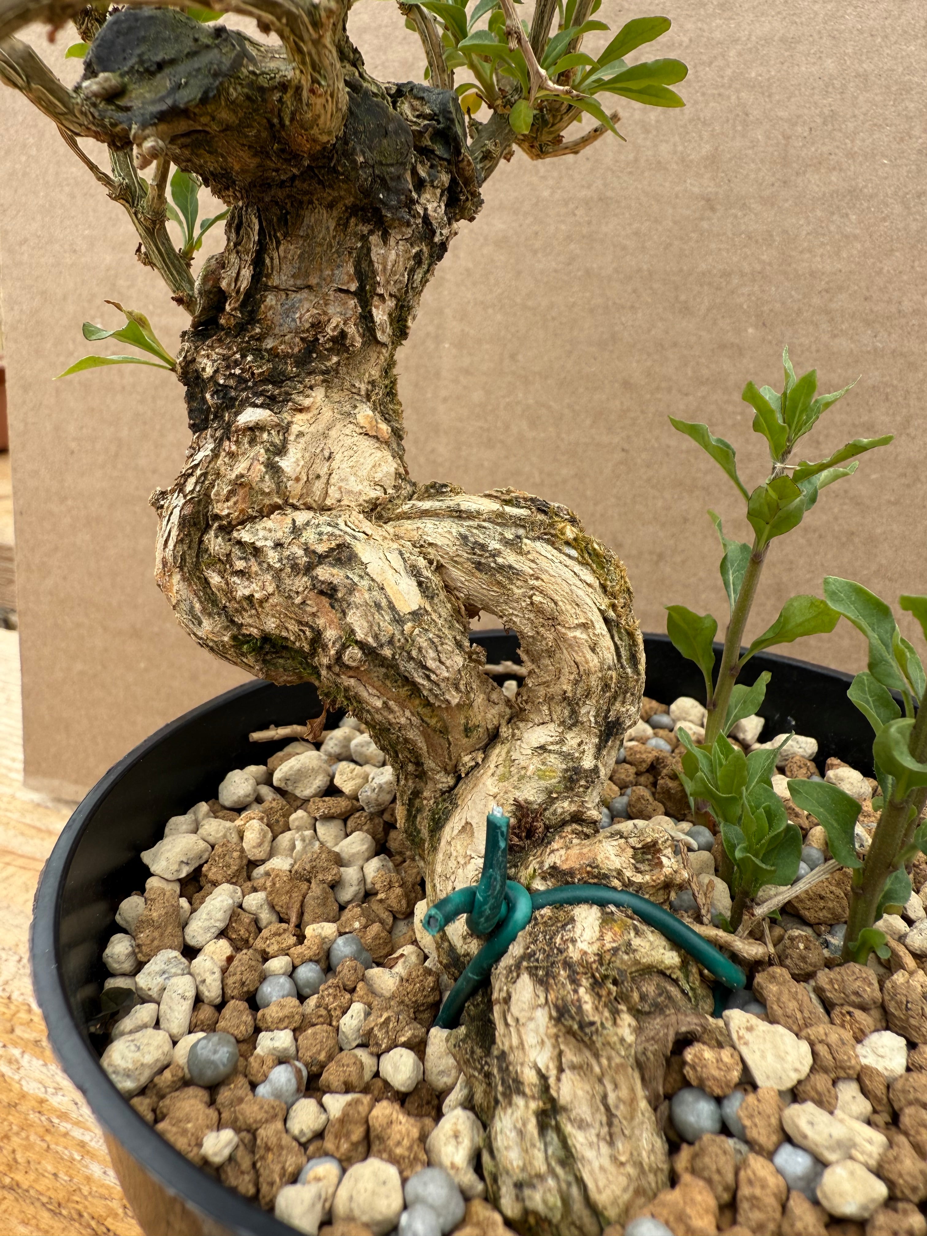 Lycium chinense (chef's choice)