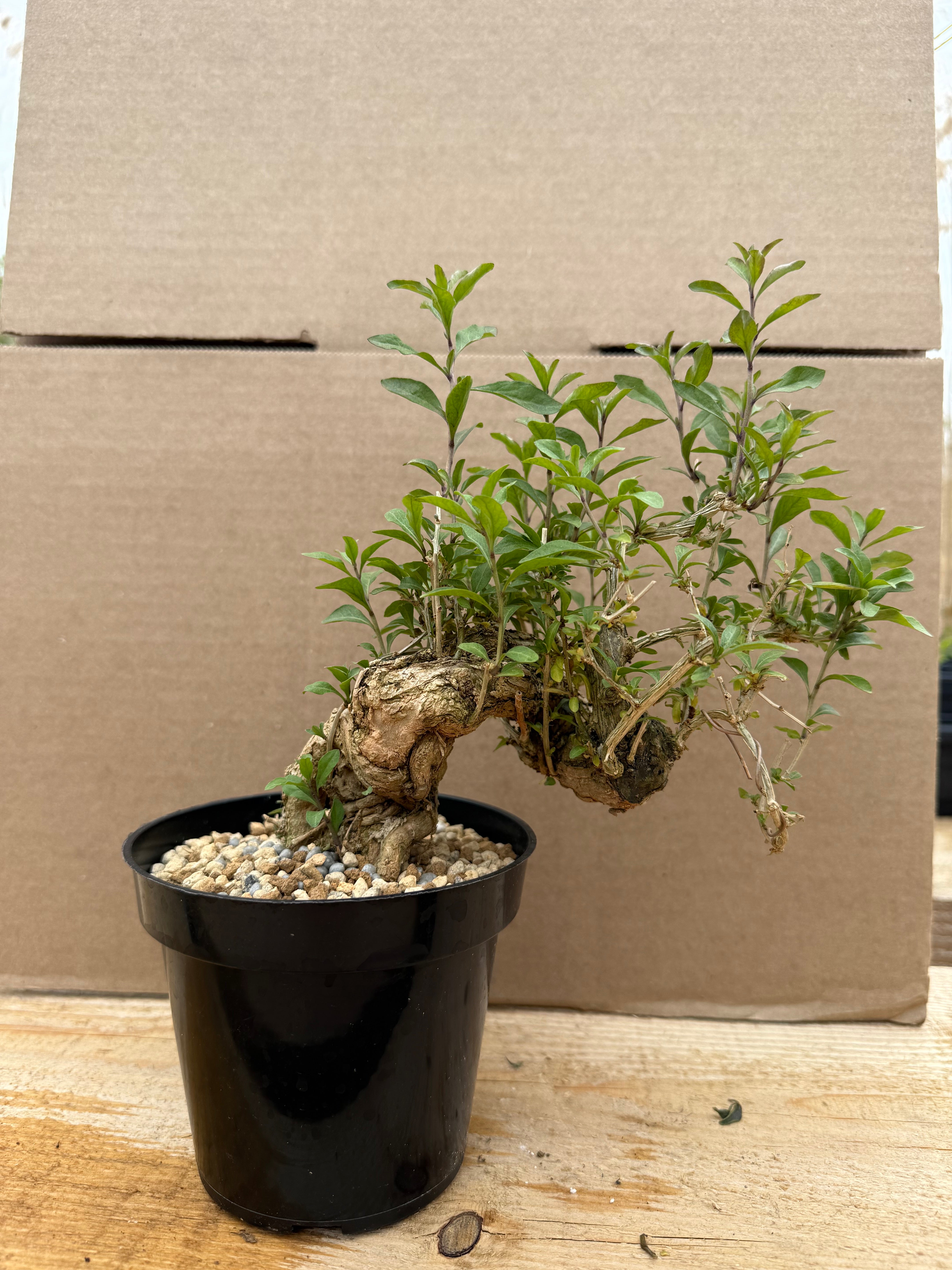 Lycium chinense (chef's choice)