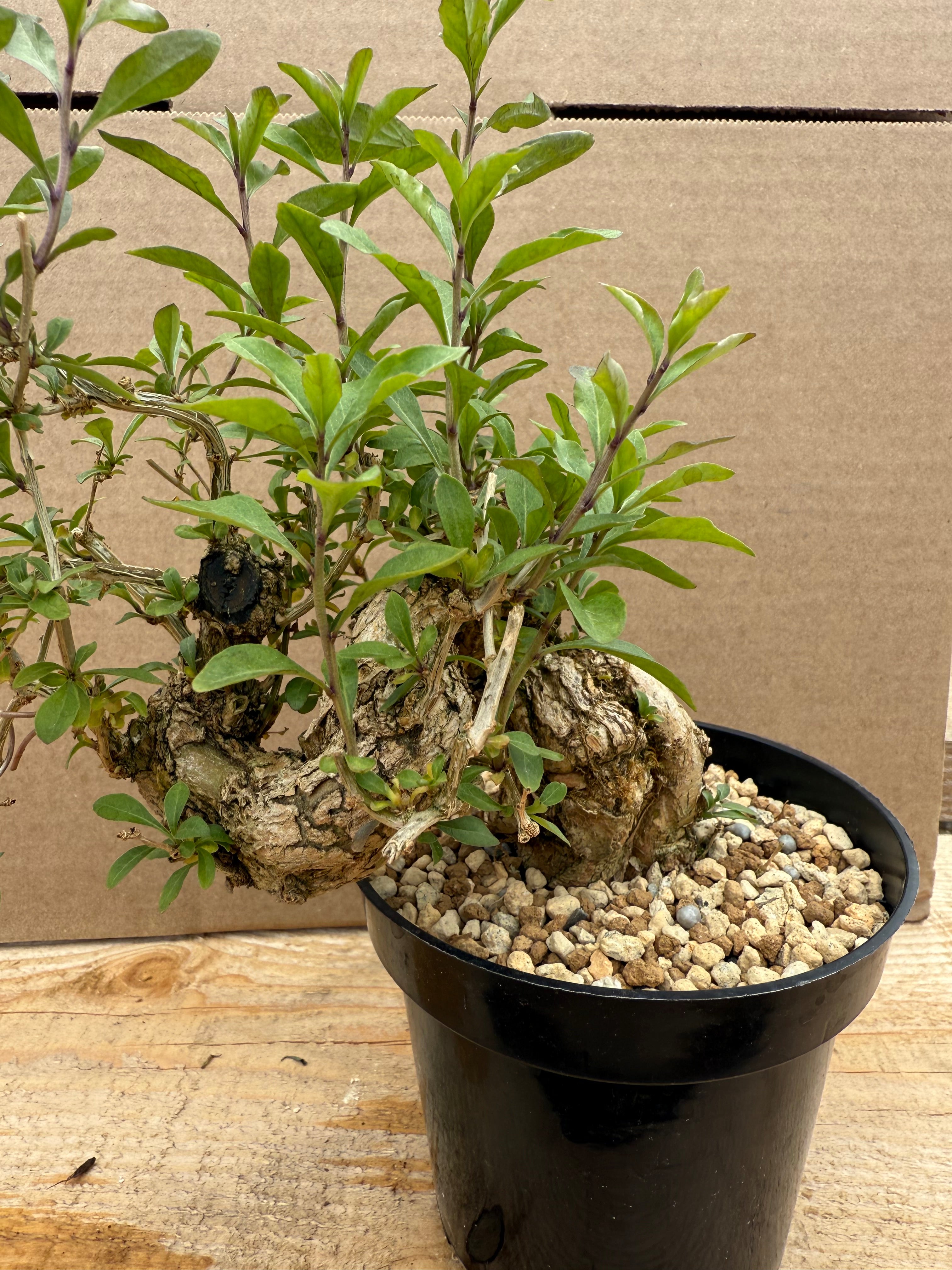 Lycium chinense (chef's choice)