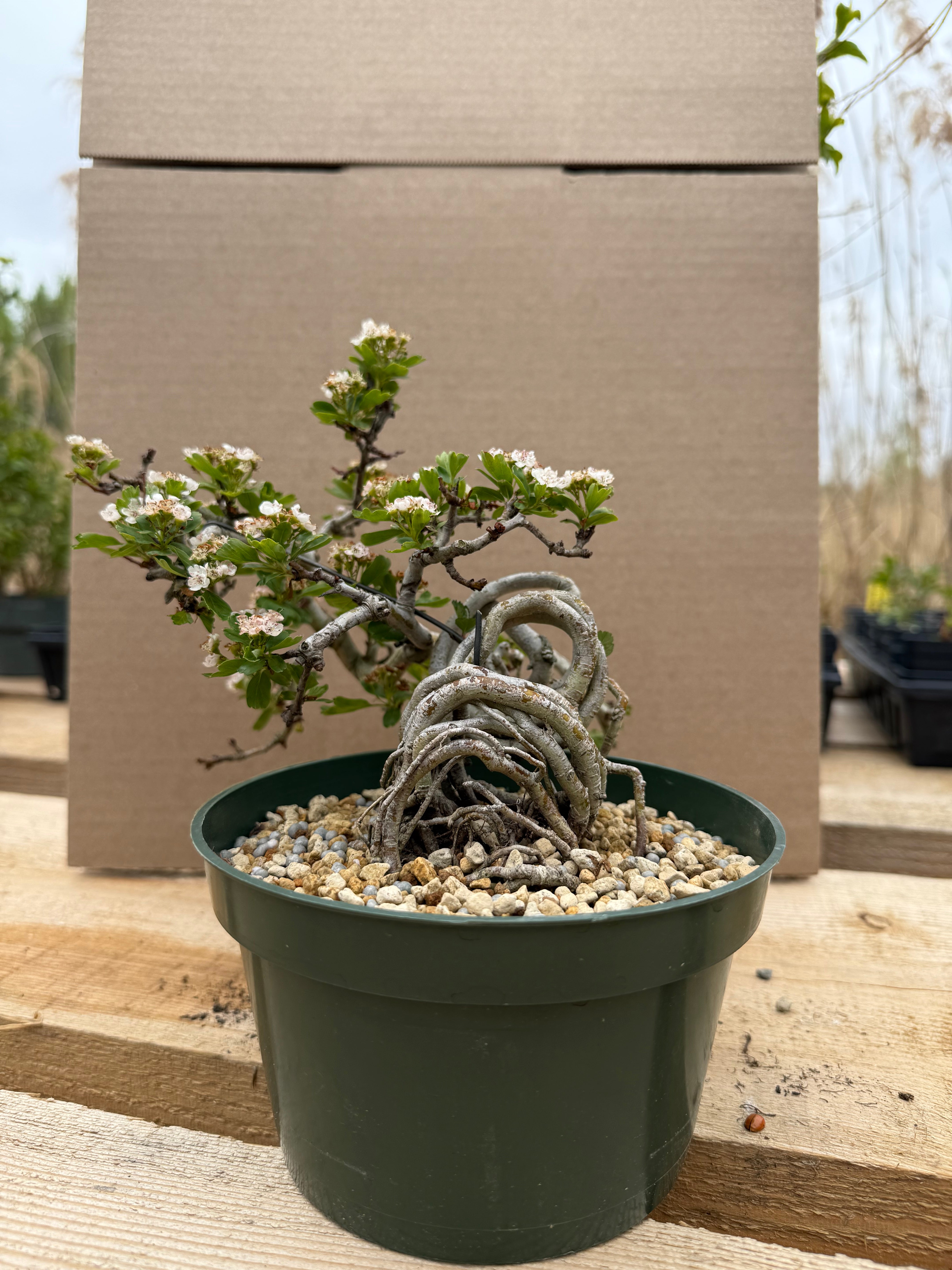 Crataegus cuneata 'Matsudaira'