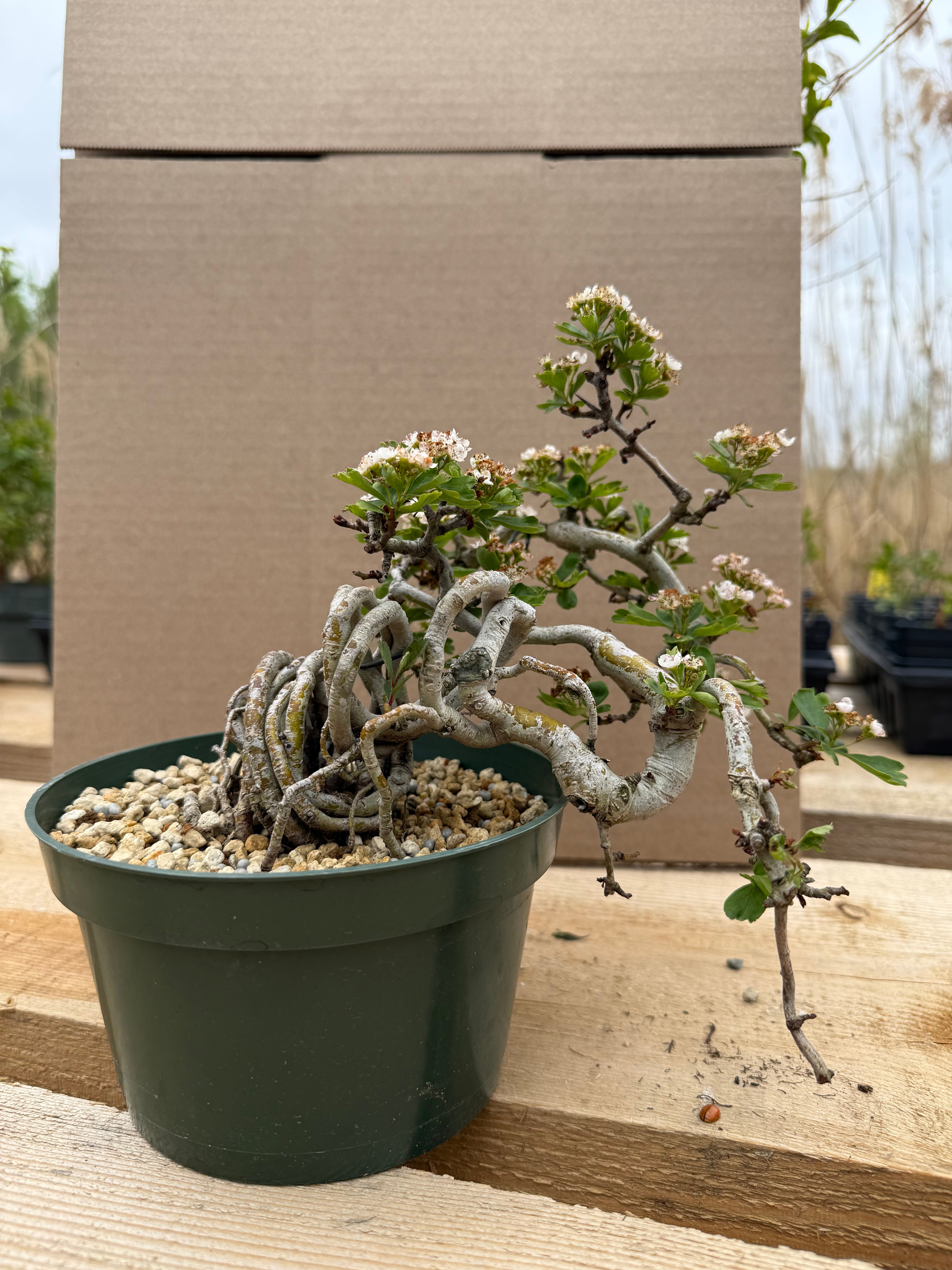 Crataegus cuneata 'Matsudaira'