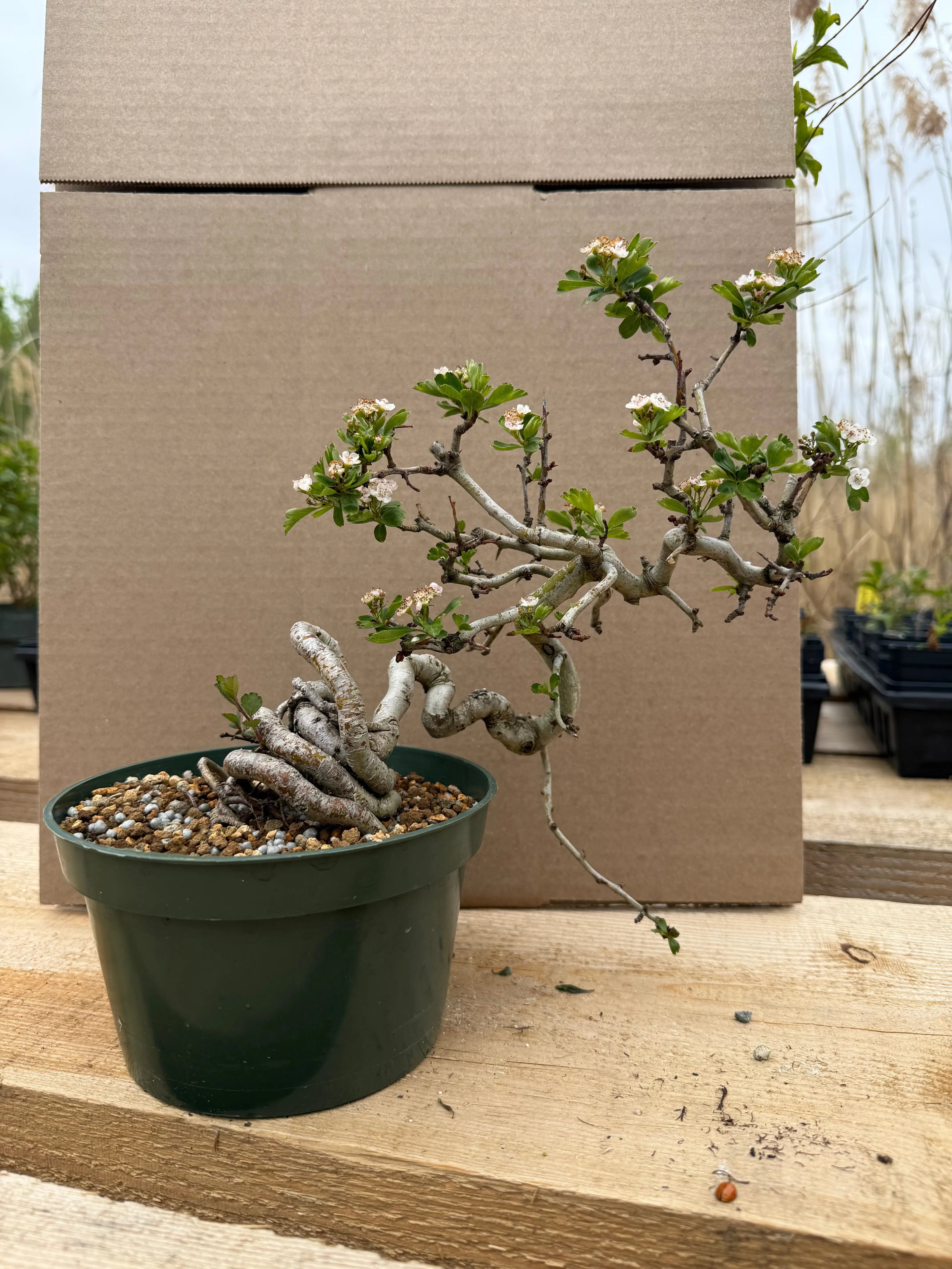 Crataegus cuneata 'Matsudaira' Canada Bonsai