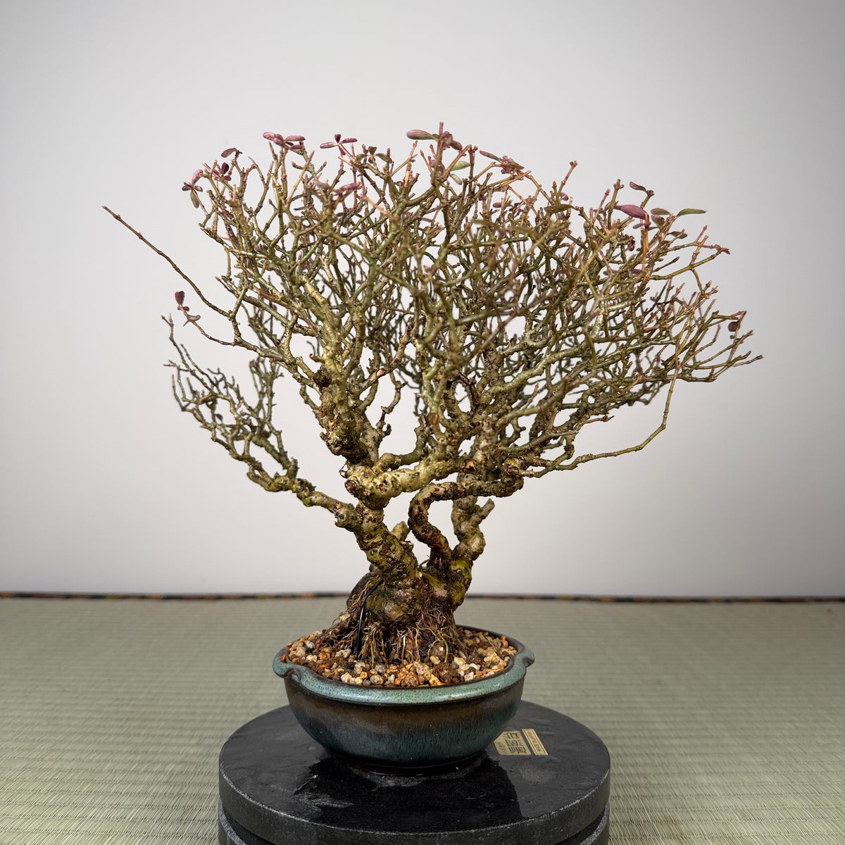 Ligustrum