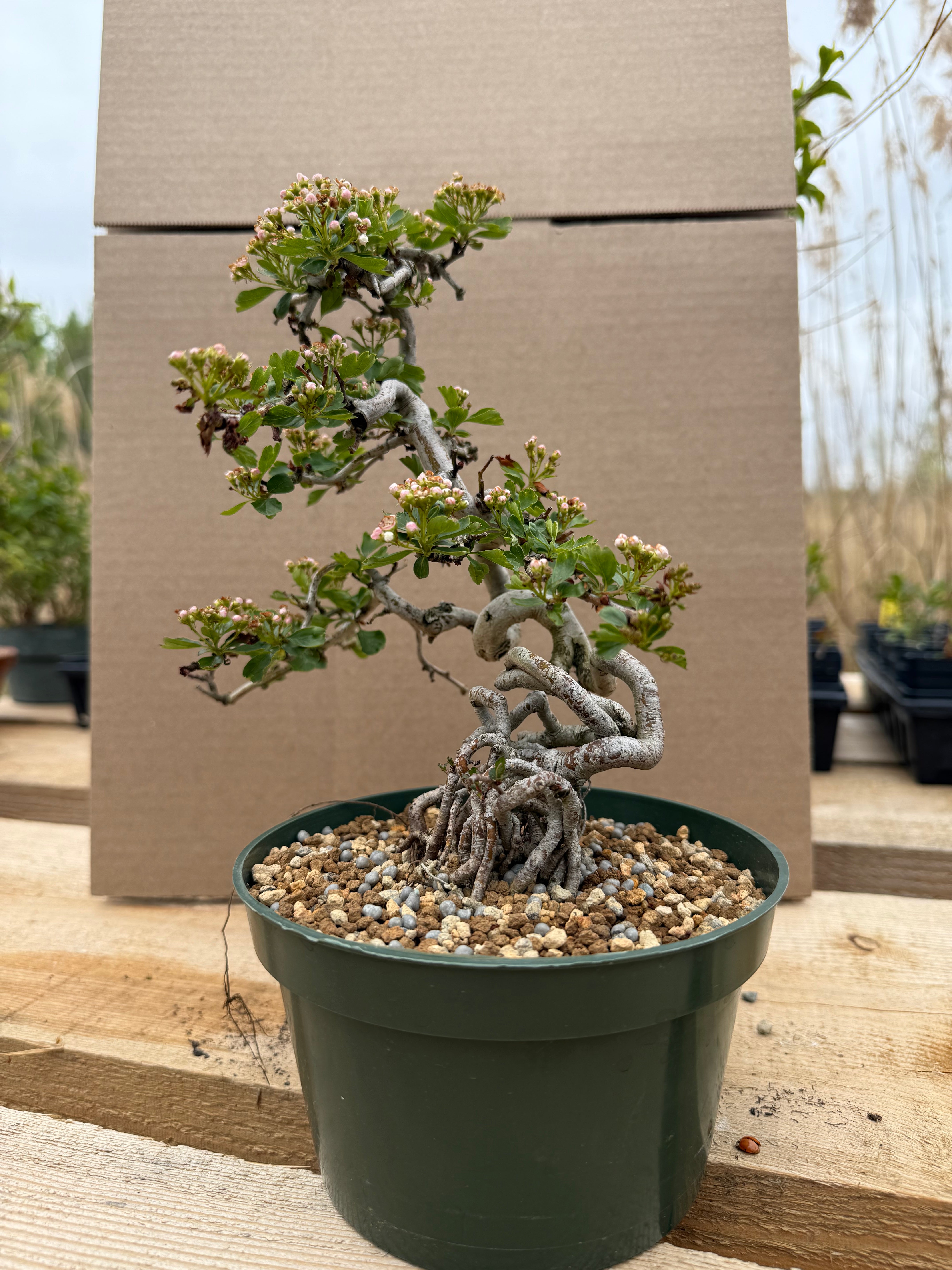 Crataegus cuneata 'Matsudaira'