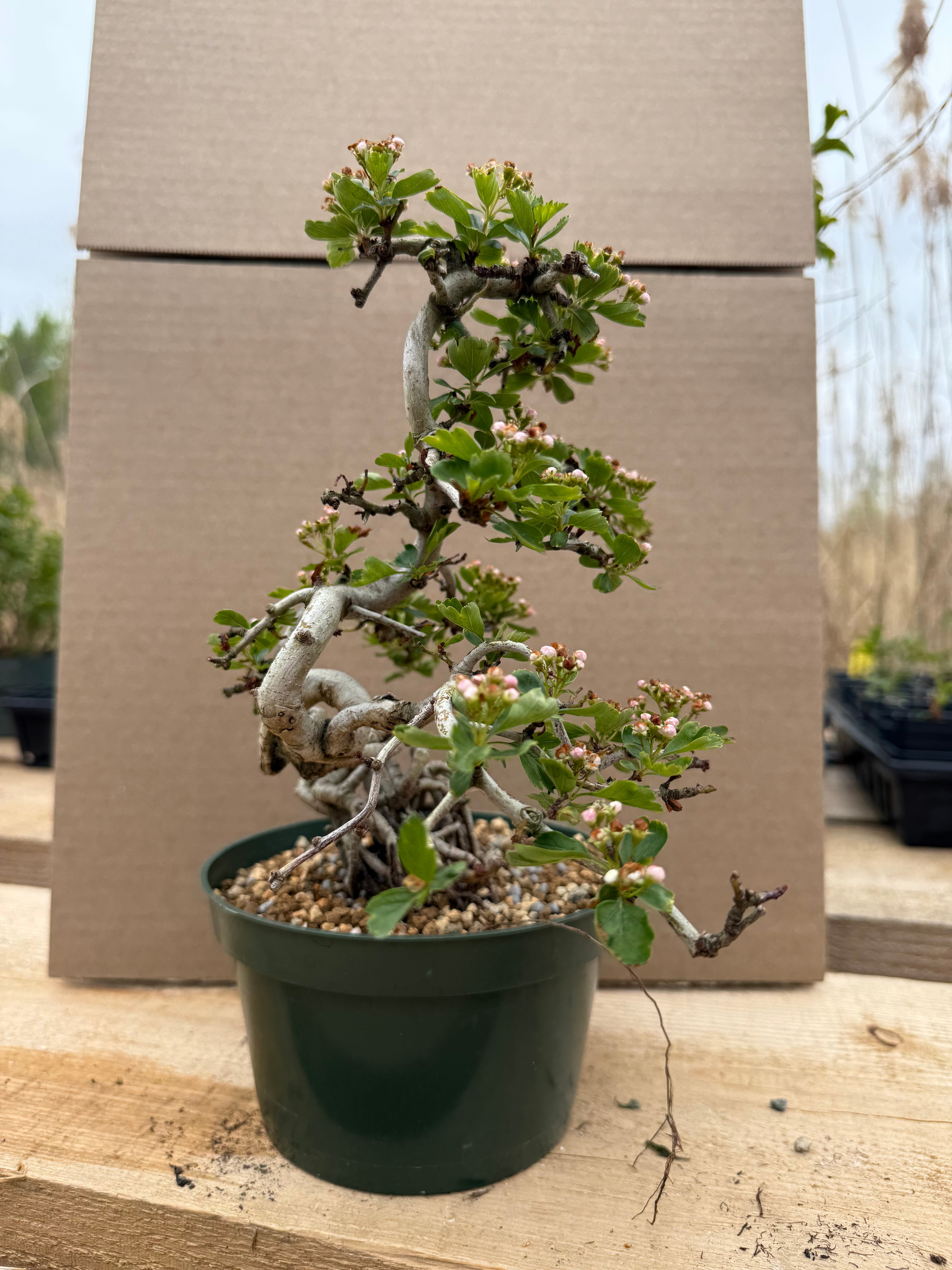 Crataegus cuneata 'Matsudaira'