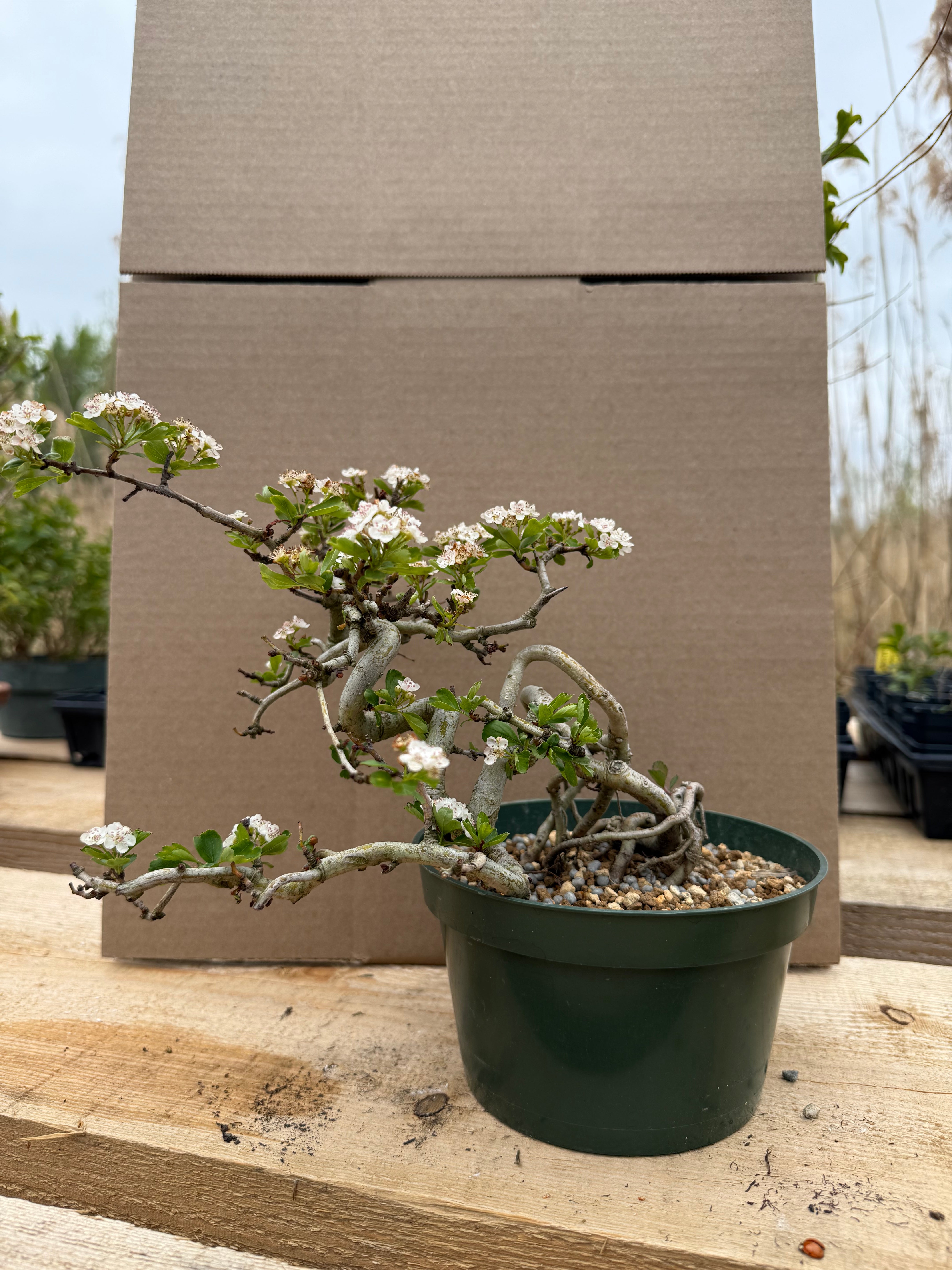 Crataegus cuneata 'Matsudaira'