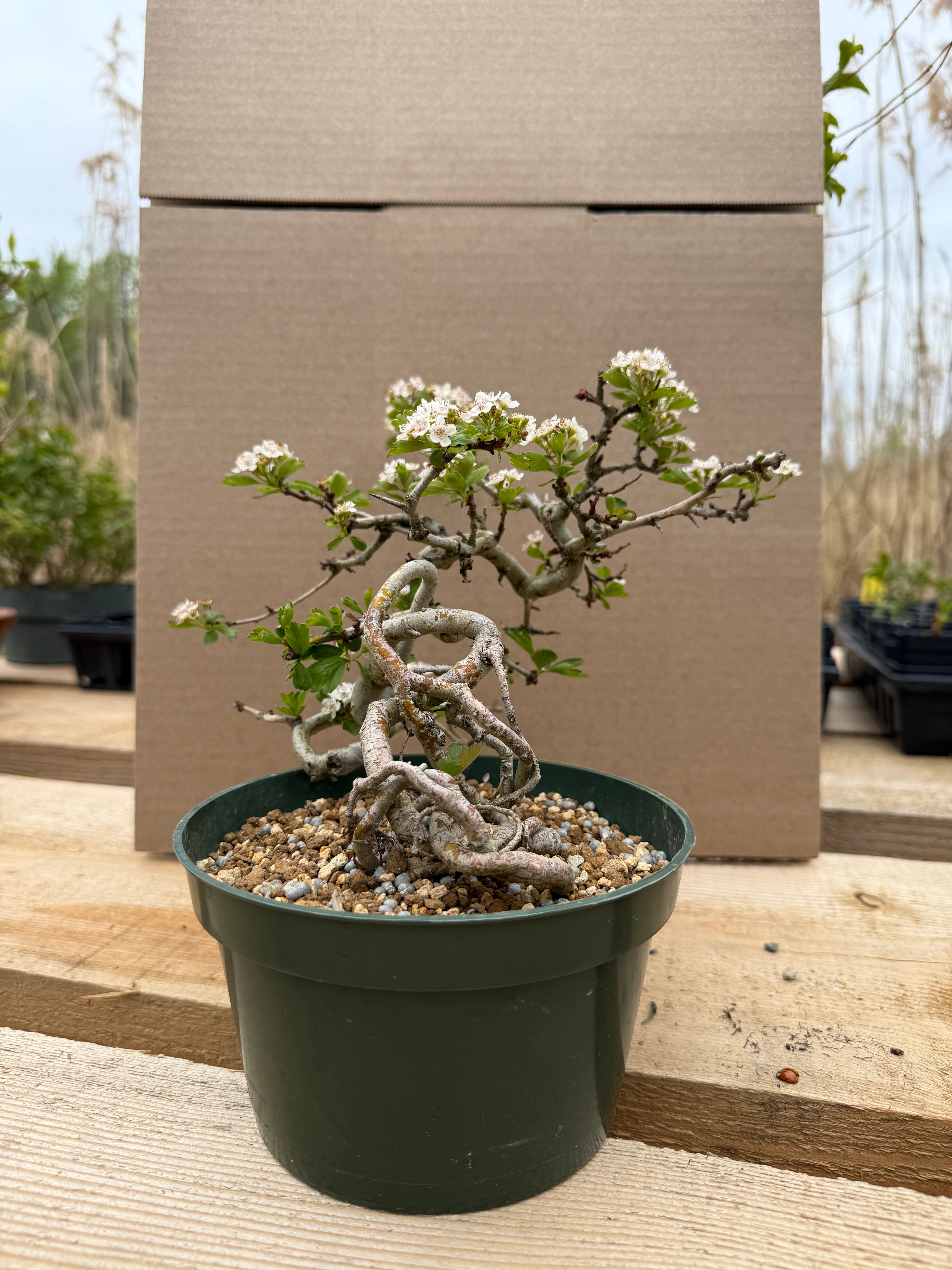 Crataegus cuneata 'Matsudaira'