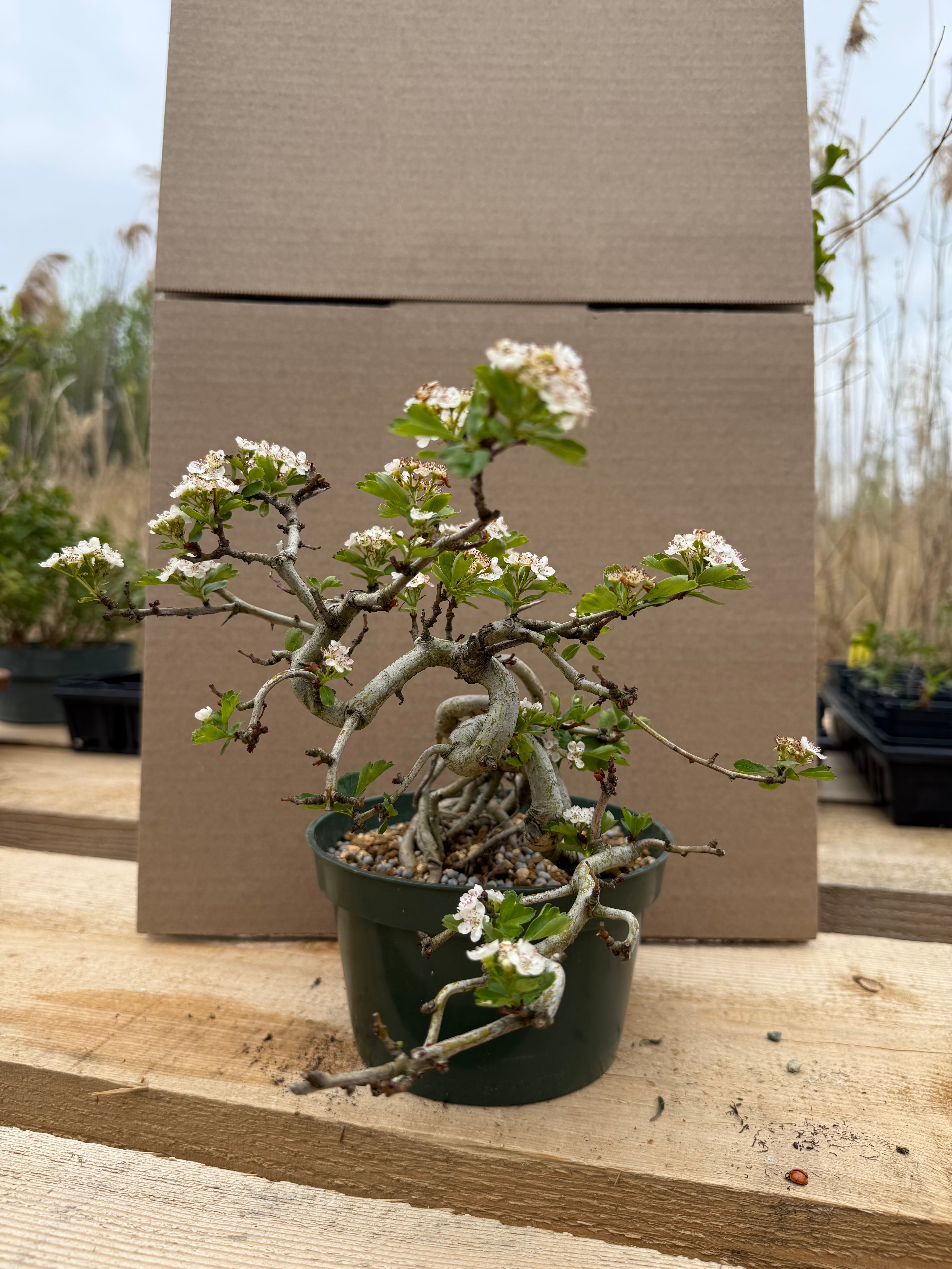 Crataegus cuneata 'Matsudaira'