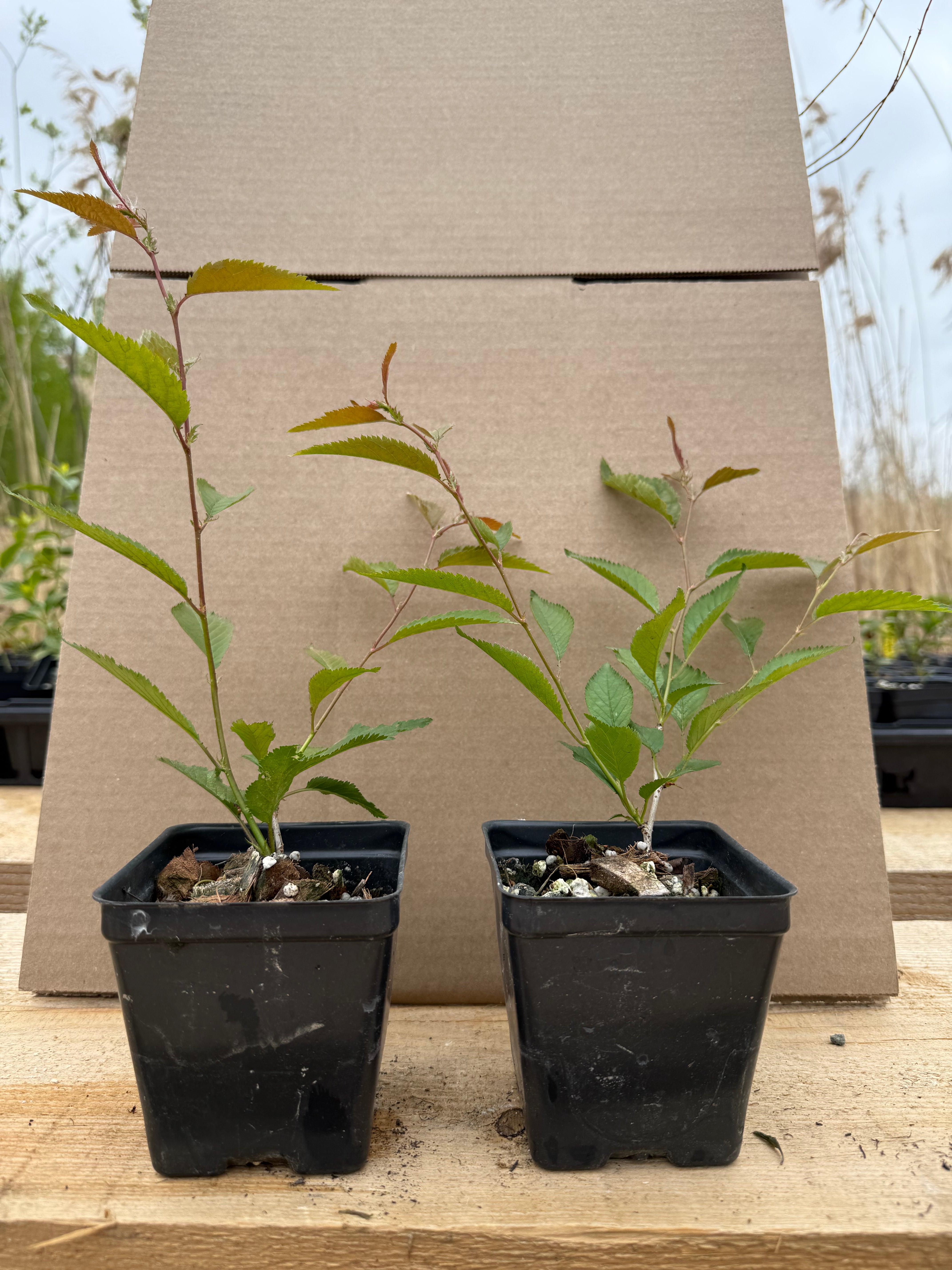 Prunus nipponica