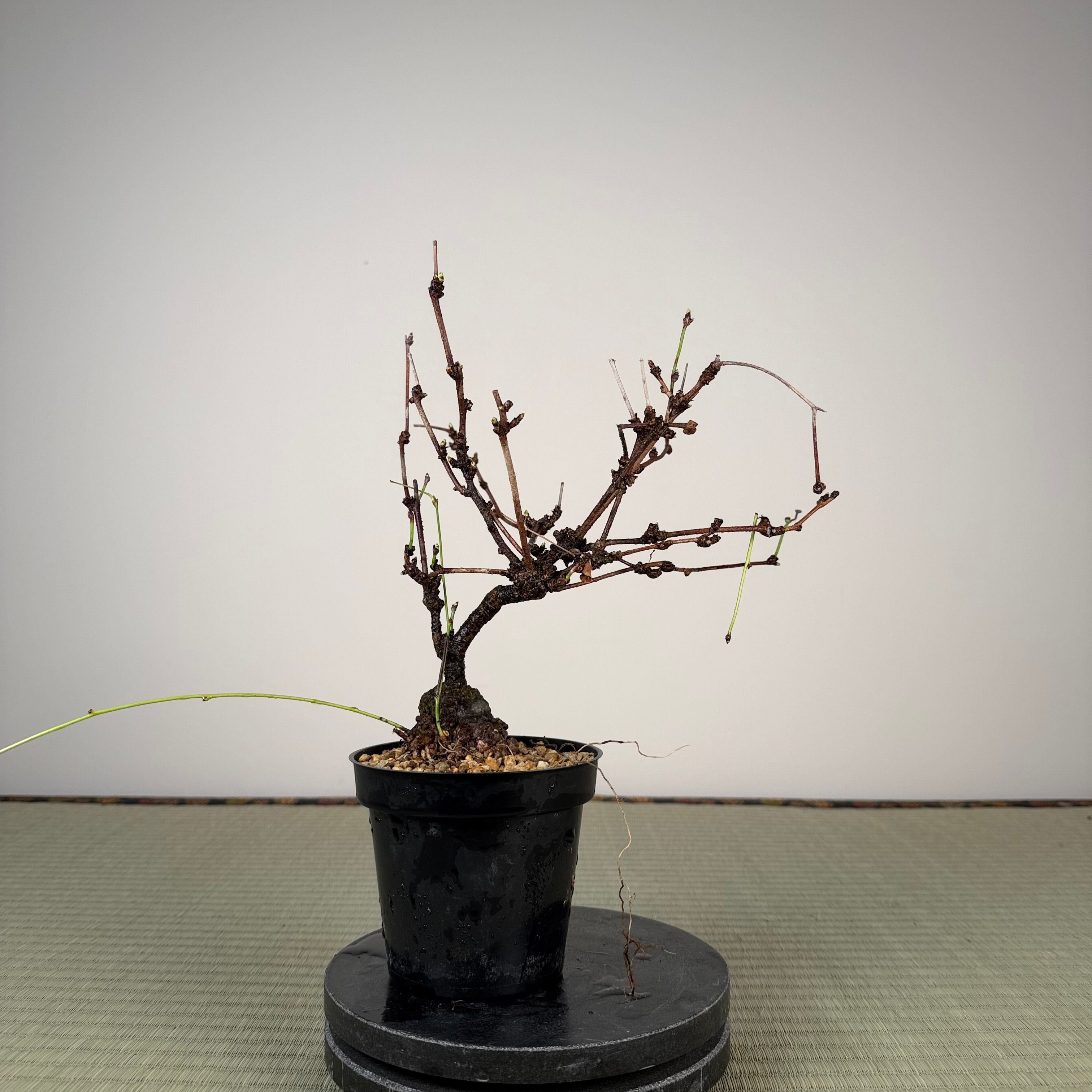 Akebia (white flower)