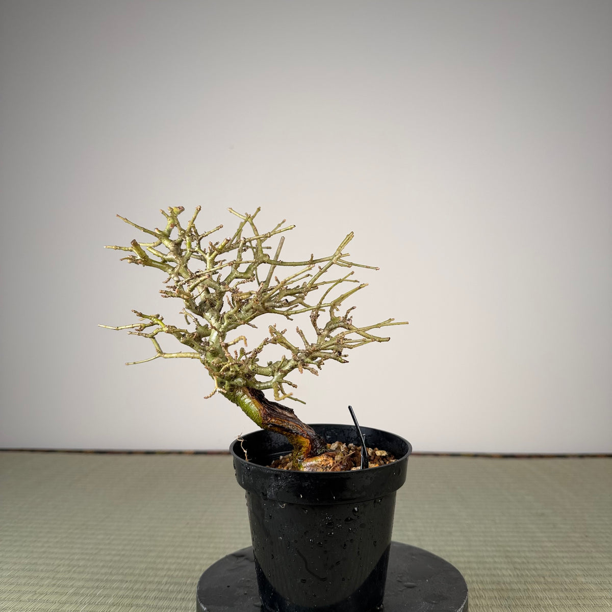 Ligustrum