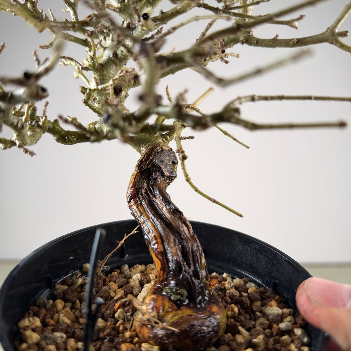 Ligustrum